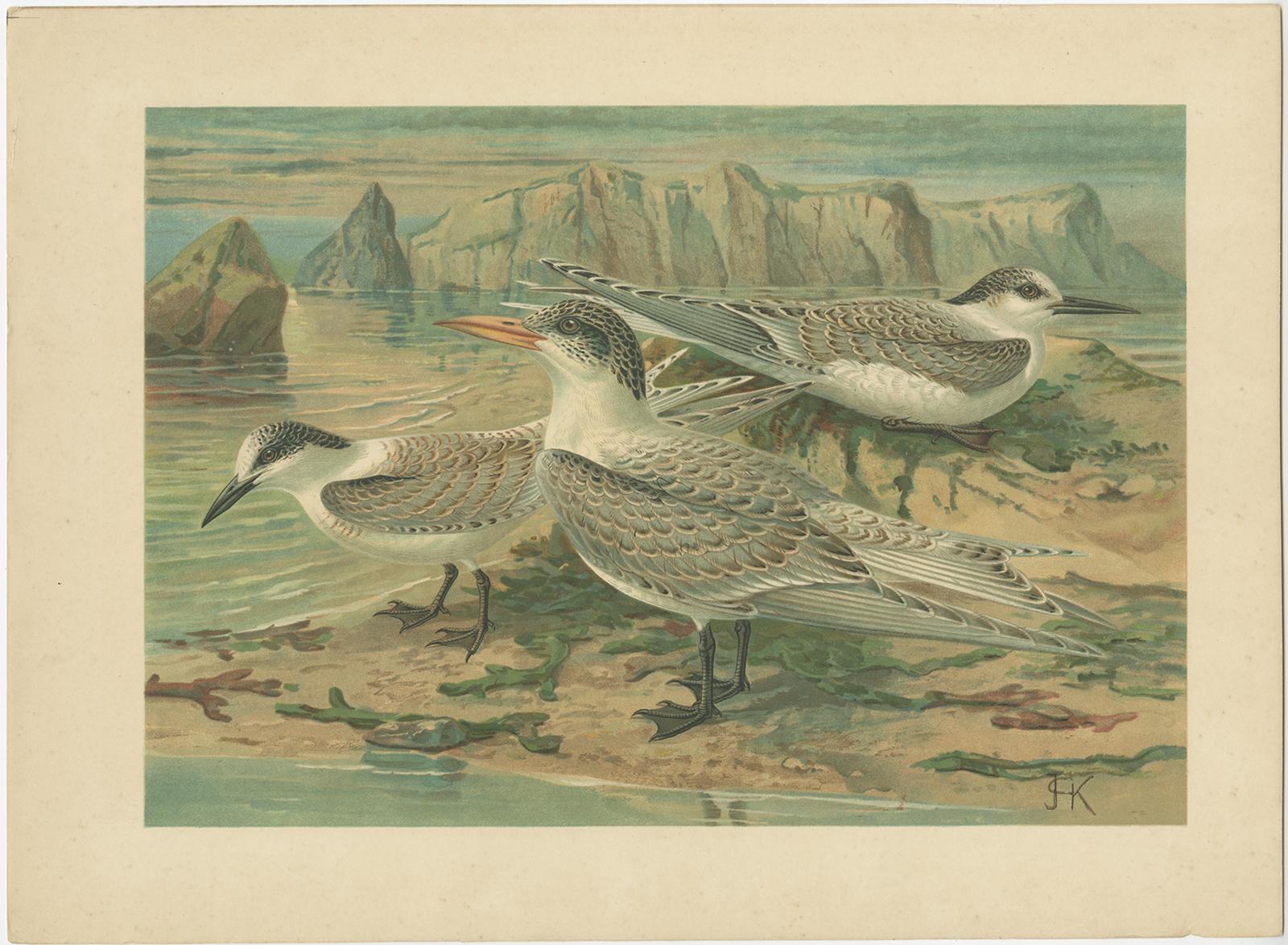 Lithographs of European Seabirds – Gulls, Terns, Skuas, Geese and Gannets, 1890 In Good Condition For Sale In Langweer, NL