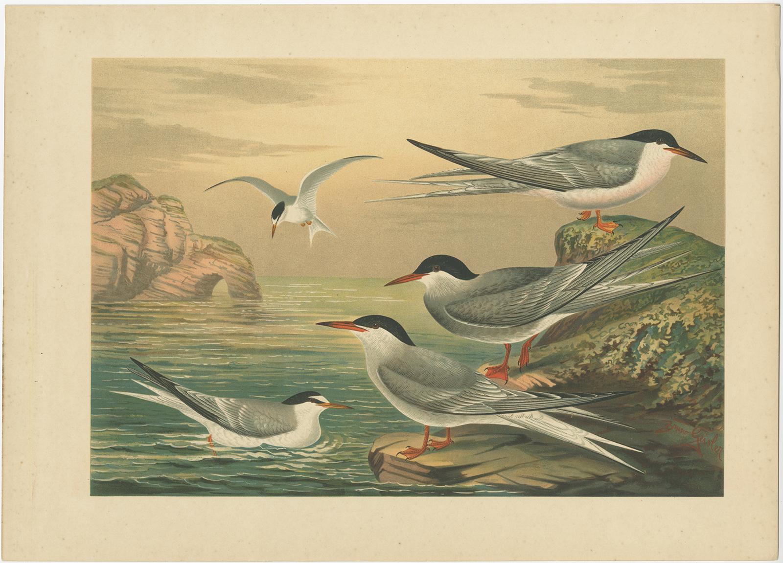 19th Century Lithographs of European Seabirds – Gulls, Terns, Skuas, Geese and Gannets, 1890 For Sale