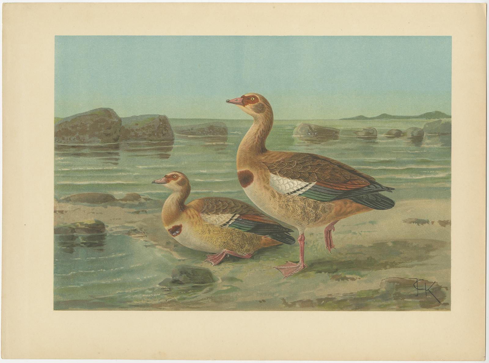Lithographs of European Seabirds – Gulls, Terns, Skuas, Geese and Gannets, 1890 For Sale 1