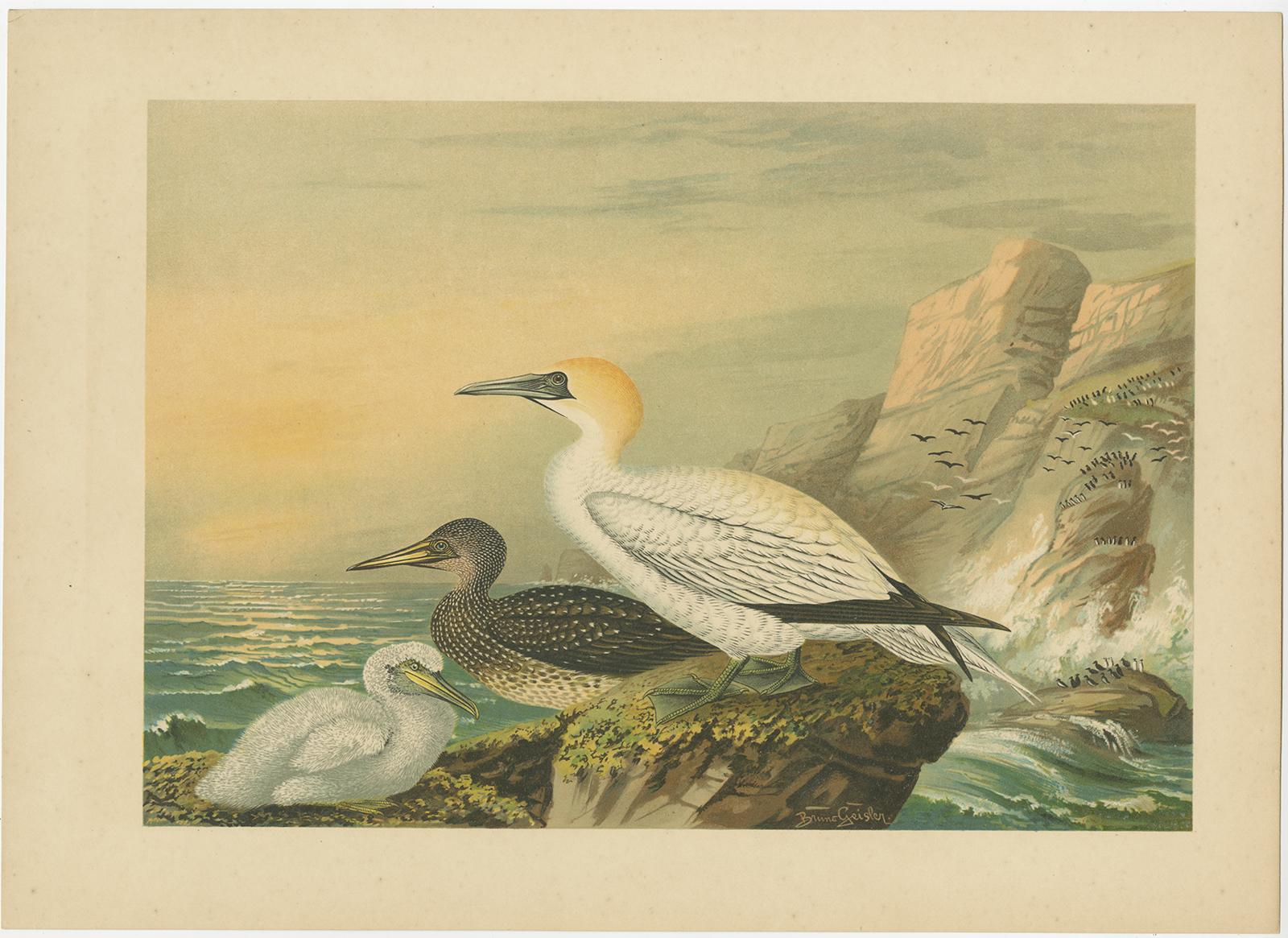 Lithographs of European Seabirds – Gulls, Terns, Skuas, Geese and Gannets, 1890 For Sale 2