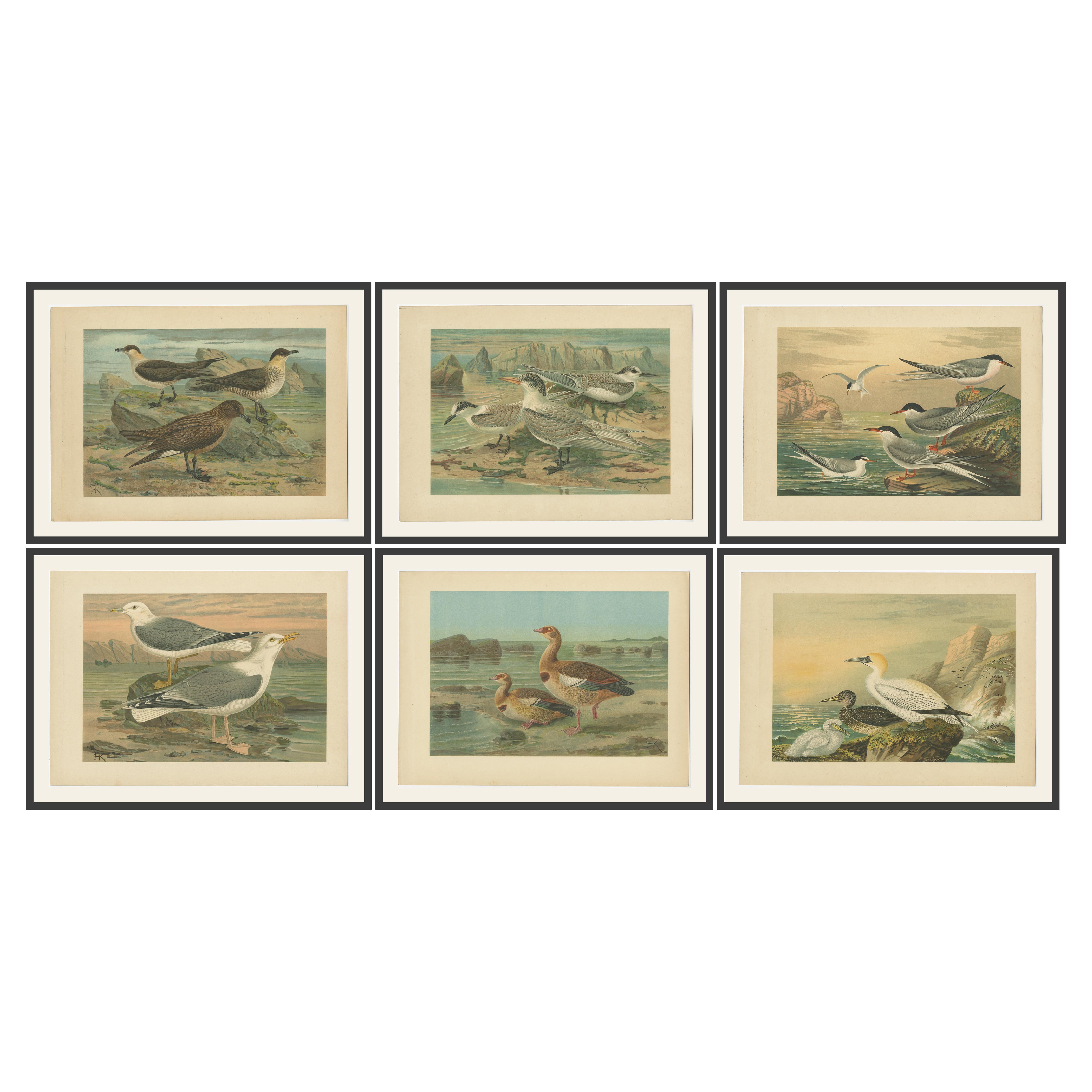 Lithographies d'oiseaux de mer européens - goélands, sternes, labbes, oies et fous de Bassan, 1890