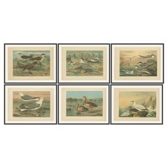 Lithographs of European Seabirds – Gulls, Terns, Skuas, Geese and Gannets, 1890