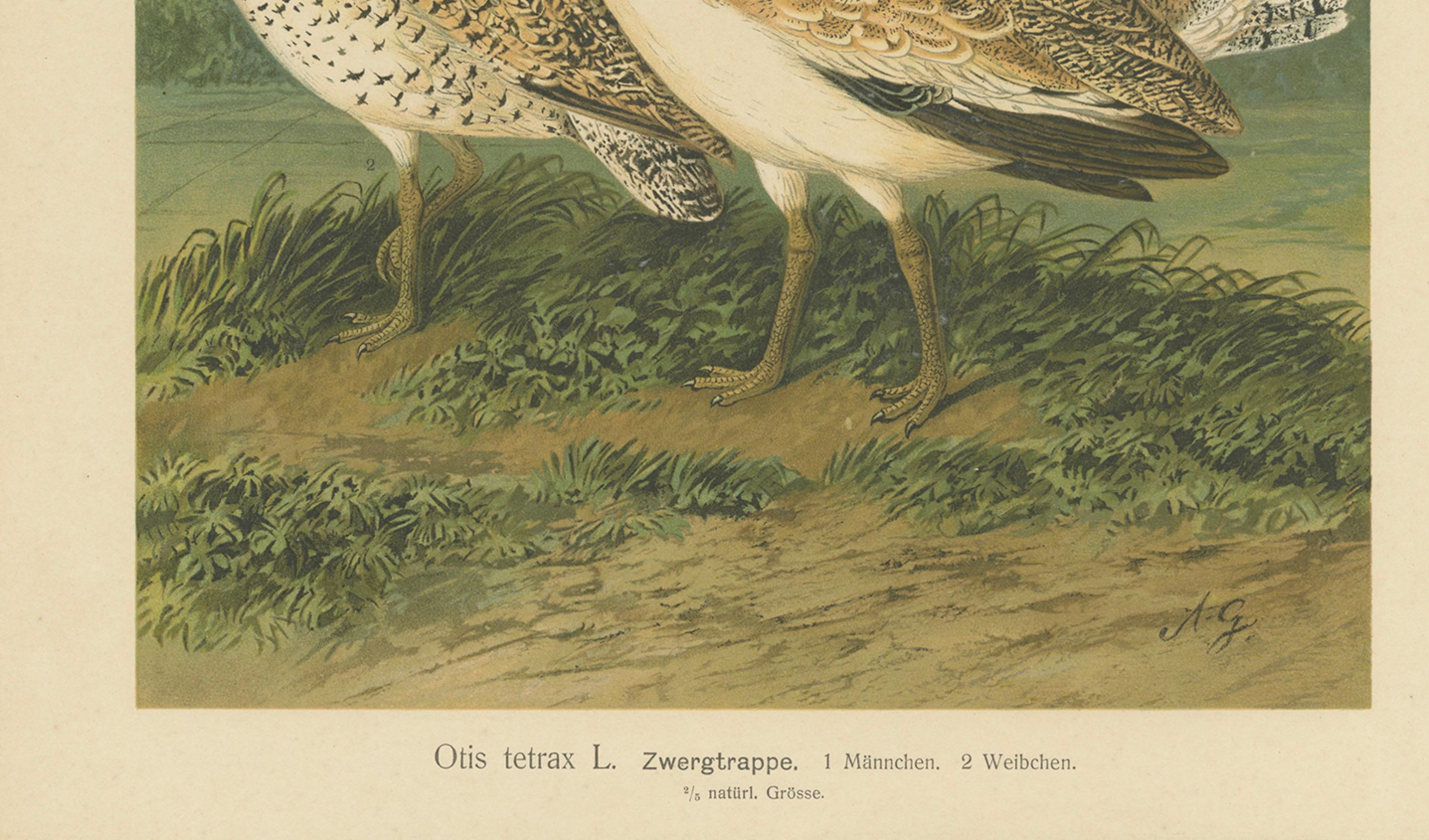 Antiker Vogeldruck von Zwergtrappen in natürlichem Lebensraum, 19.

Diese detailreiche Chromolithografie aus dem 19. Jahrhundert zeigt ein männliches und ein weibliches Paar von Zwergtrappen (Otis tetrax), die anmutig auf einer Grasfläche in der