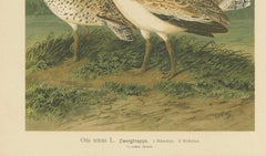 Little Bustards in 19th Century Landscape – Antique Ornithology Bird Print