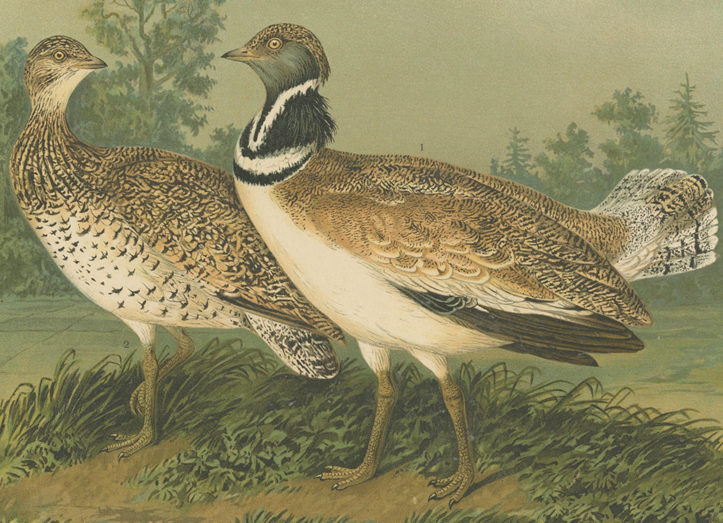 Zwergtrappen in einer Landschaft des 19. Jahrhunderts - Antiker ornithologischer Vogeldruck im Zustand „Gut“ im Angebot in Langweer, NL