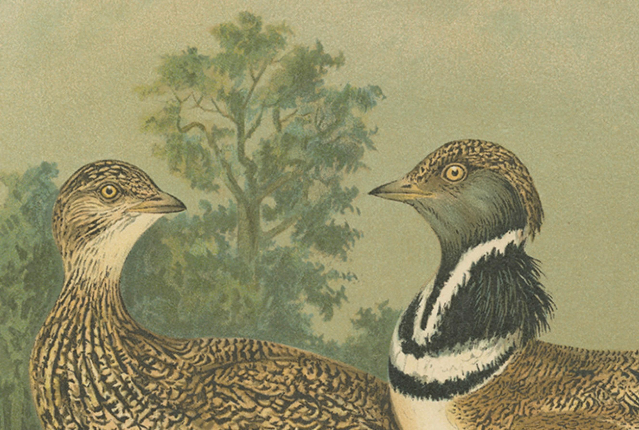Zwergtrappen in einer Landschaft des 19. Jahrhunderts - Antiker ornithologischer Vogeldruck (Papier) im Angebot
