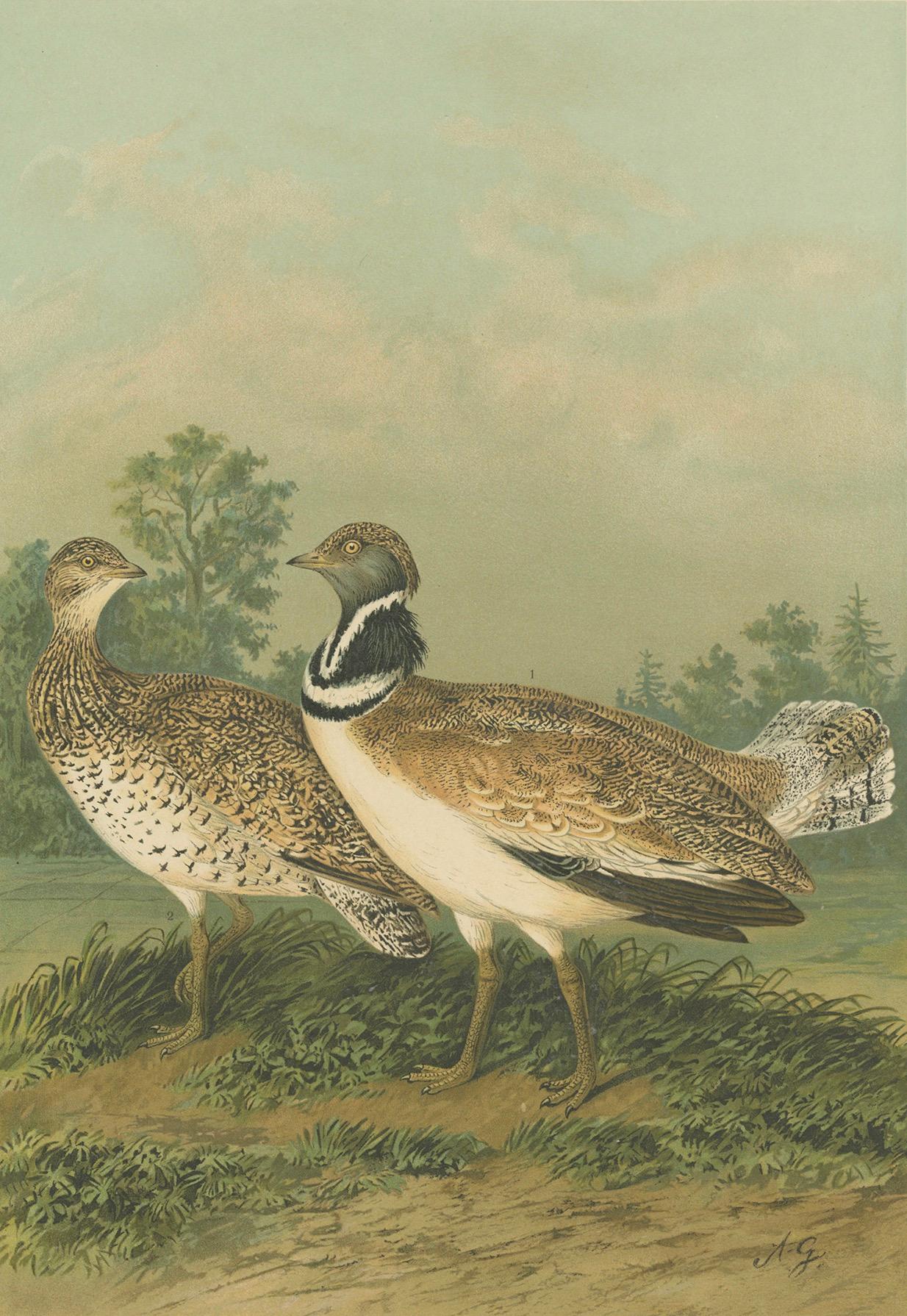 Zwergtrappen in einer Landschaft des 19. Jahrhunderts - Antiker ornithologischer Vogeldruck im Angebot 1