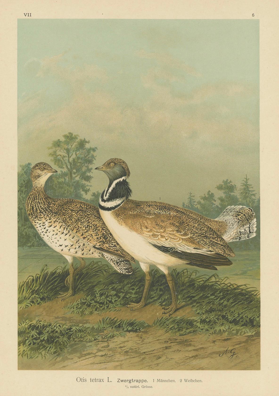 Zwergtrappen in einer Landschaft des 19. Jahrhunderts - Antiker ornithologischer Vogeldruck im Angebot 2