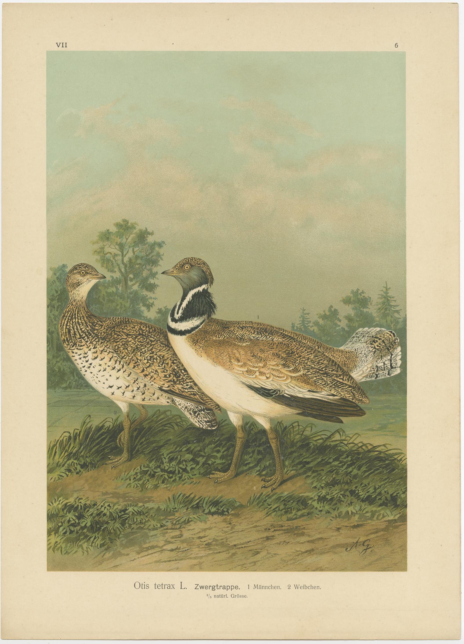 Zwergtrappen in einer Landschaft des 19. Jahrhunderts - Antiker ornithologischer Vogeldruck im Angebot 3