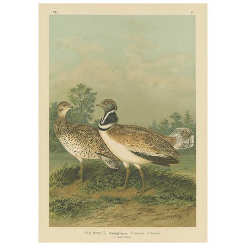 Little Bustards in 19th Century Landscape – Antique Ornithology Bird Print