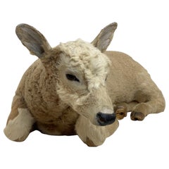 Little Cow, Taxidermy, France
