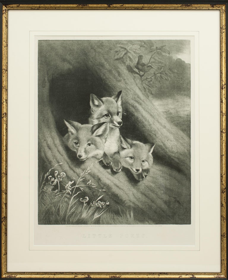 Wonderful engraving of Fox Cubs, Little Foxes.
An engraved print of three fox cubs in a hollow tree by George Zobel (1810-1881) after an original painting by Samuel John Carter entitled 