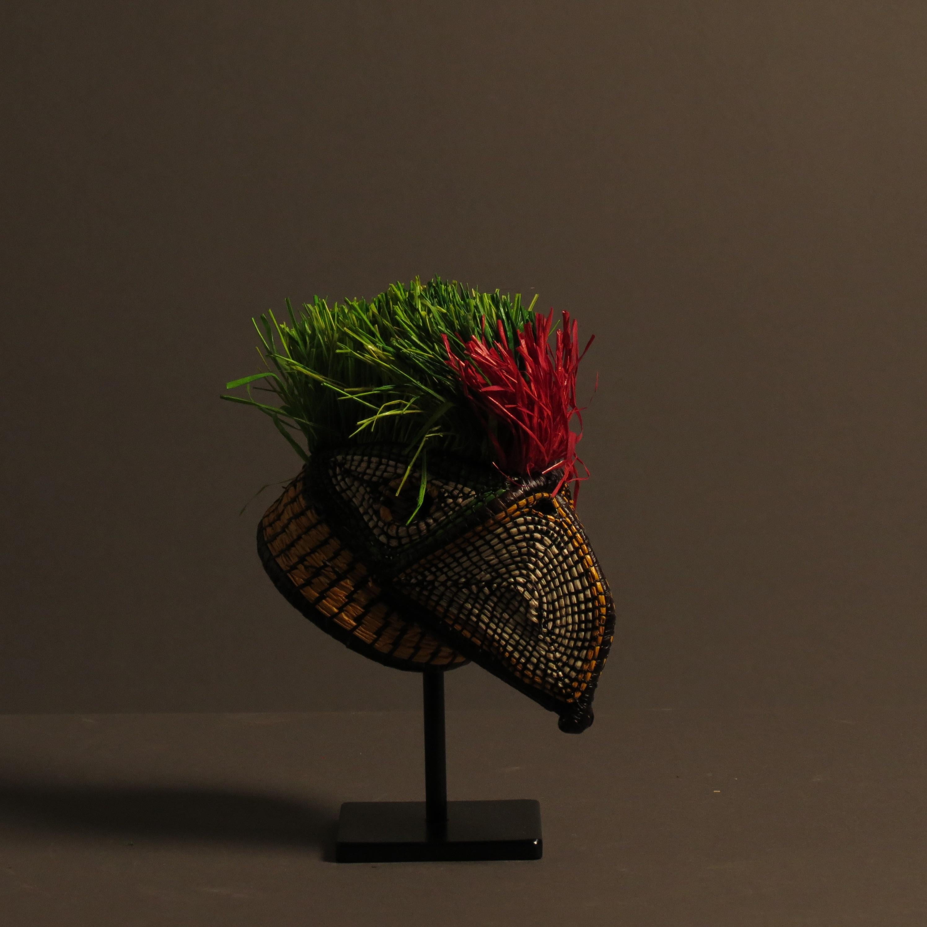Panamanian Little parrot from the jungle For Sale