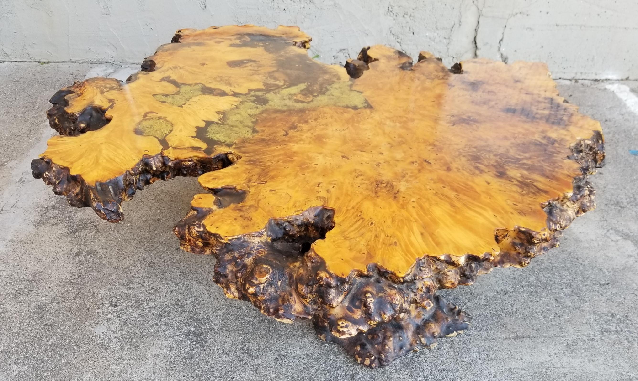 Exceptional example of a live edge burl-wood coffee table. Natural tree stump base with authentic moss detail under finish of top surface. Stunning slab of exotic burl wood used for table top, appears to be Birdseye maple. Highly detailed organic
