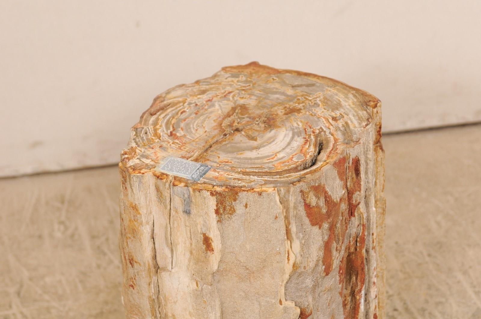 Polished Live-Edge Petrified Wood Stool or Small Drinks Table For Sale