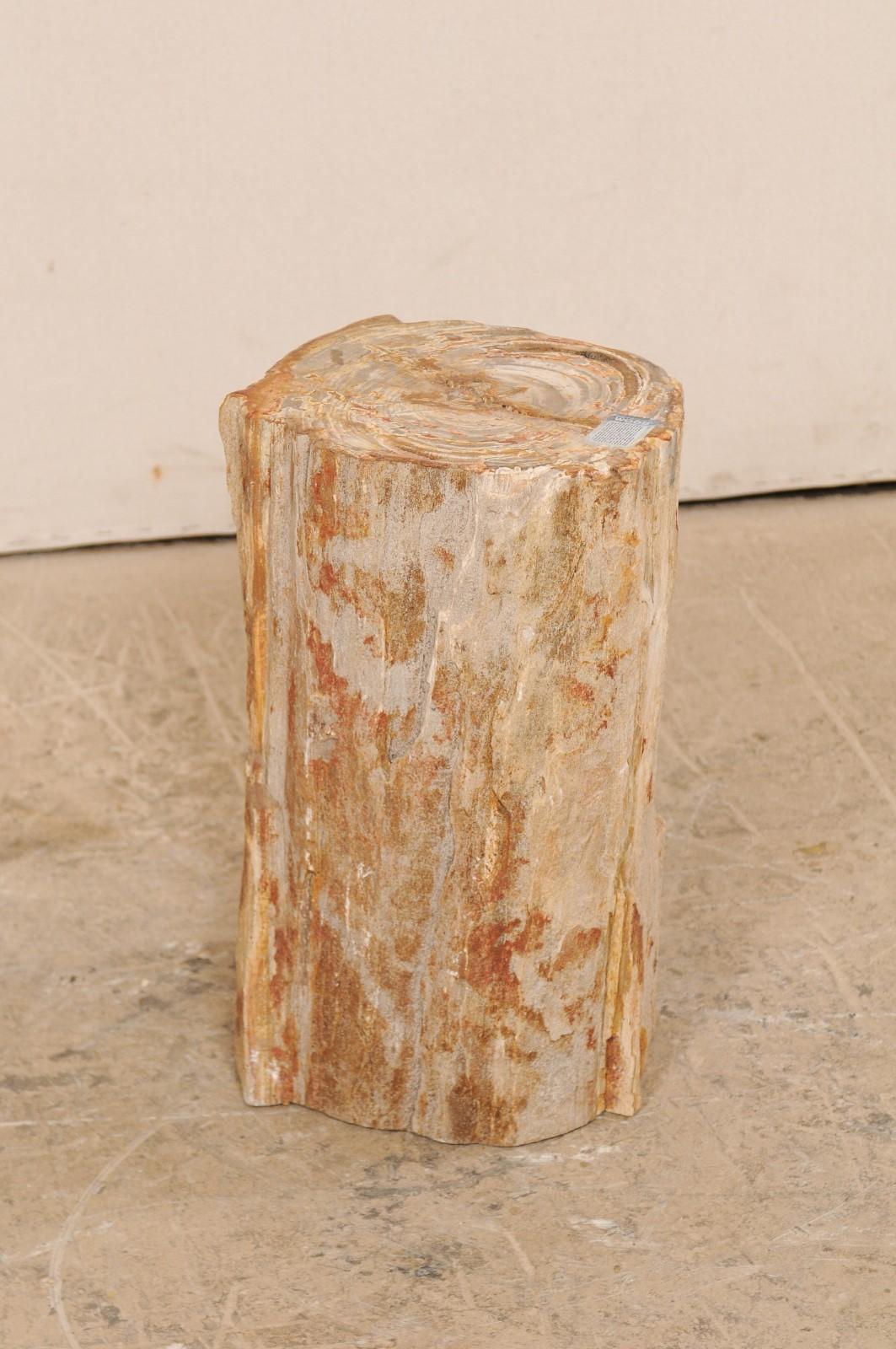 Holzhocker mit lebendiger Kante aus versteinertem Holz oder kleiner Trinktisch (Versteinertes Holz) im Angebot