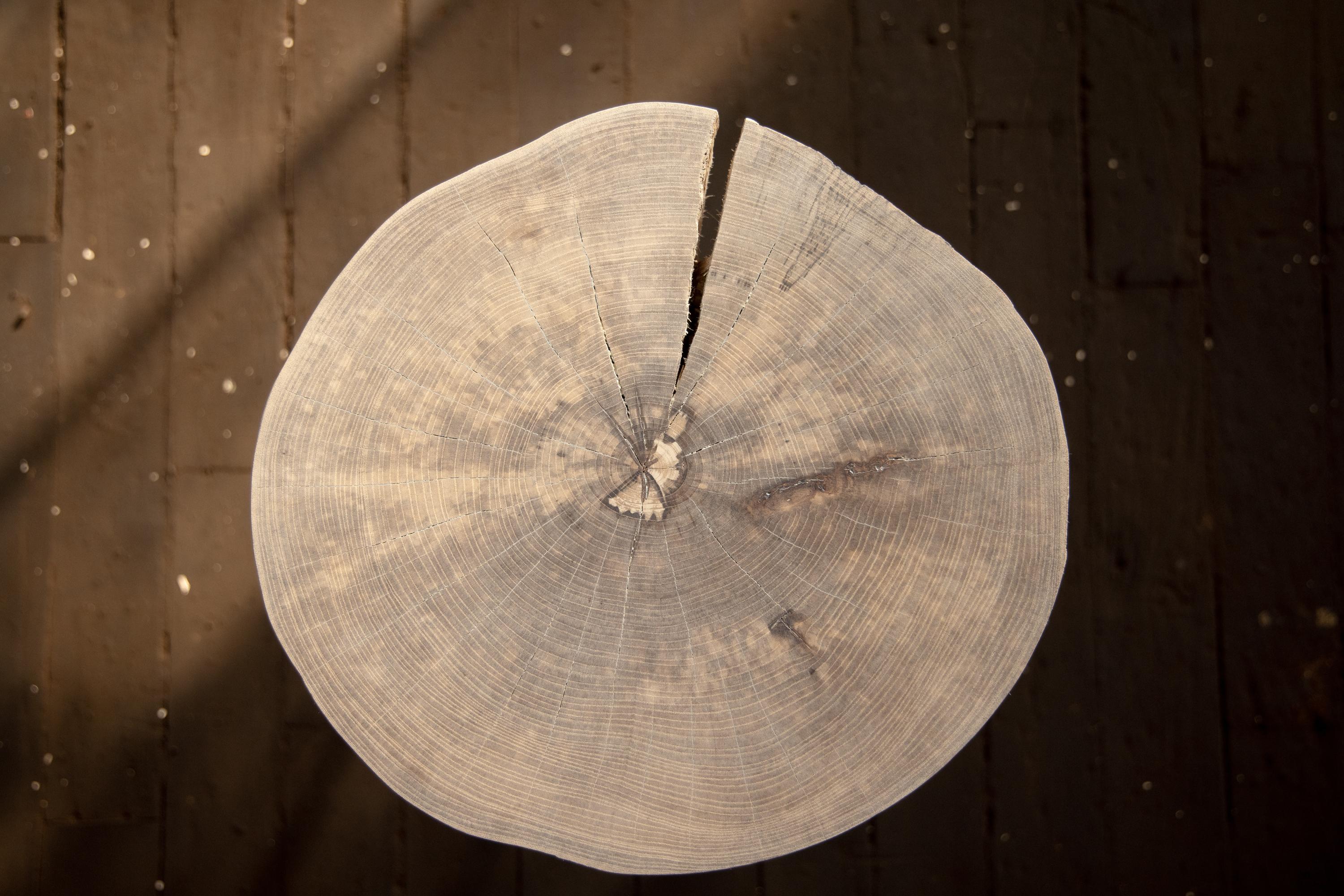 Unsere Fossil-Tische sind eine kuratierte Mischung aus einer modernen, organischen, runden Tischplatte mit lebendiger Kante und handgedrechselten Beinen im Stil der Jahrhundertmitte. Wir wählen aus unserer Sammlung von städtischen Holzschätzen genau