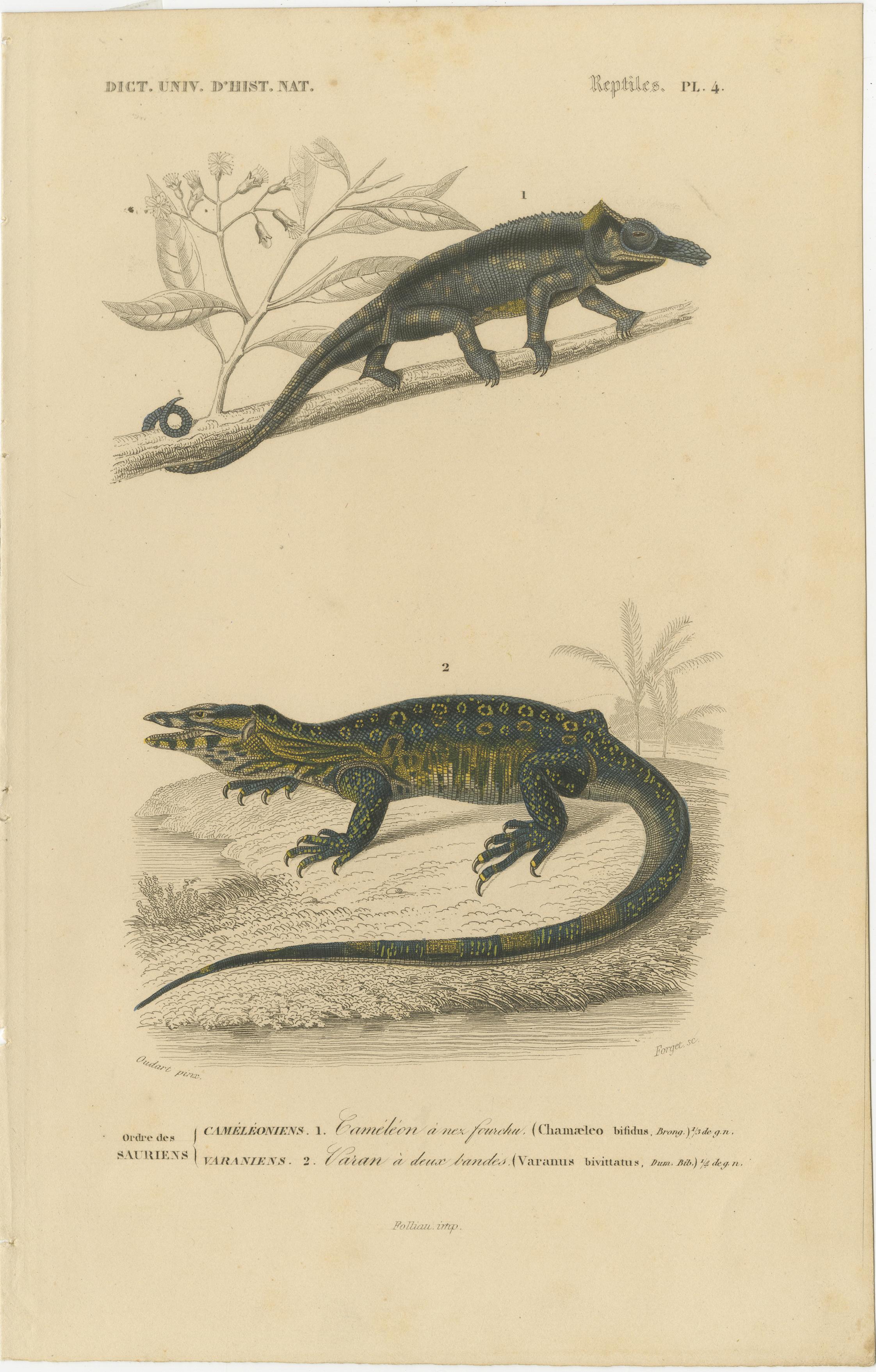 Estampe de caméléon à nez et de varan à bandes, c.I.C., Horn

Cette gravure finement exécutée et colorée à la main, Reptiles Pl. 4, présente deux espèces de reptiles remarquables : le caméléon à cornes (*Chamaeleo bifidus*) et le varan à bandes