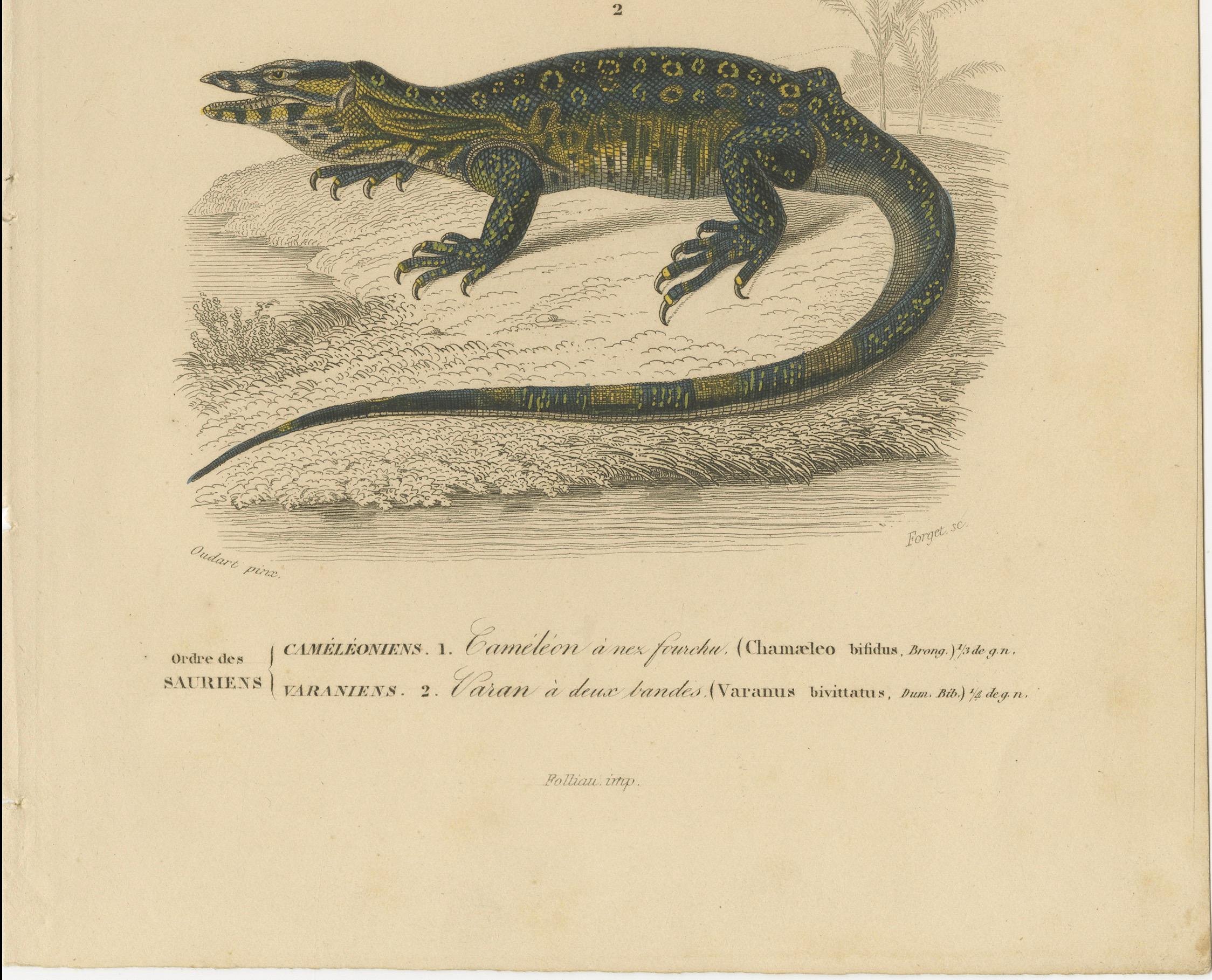 Français Estampe de caméléon à nez et de varan à bandes, c.I.C., Horn en vente