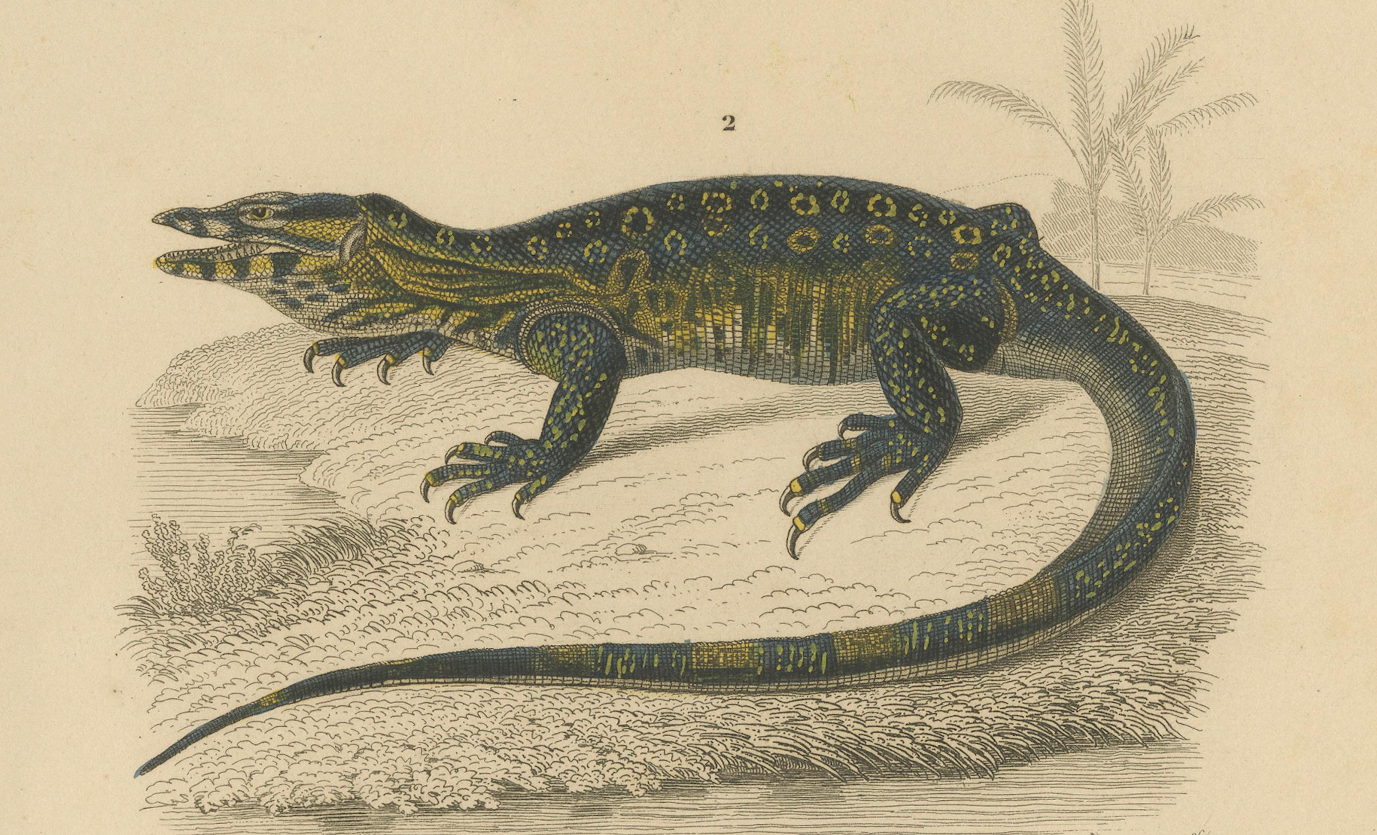 Estampe de caméléon à nez et de varan à bandes, c.I.C., Horn Bon état - En vente à Langweer, NL