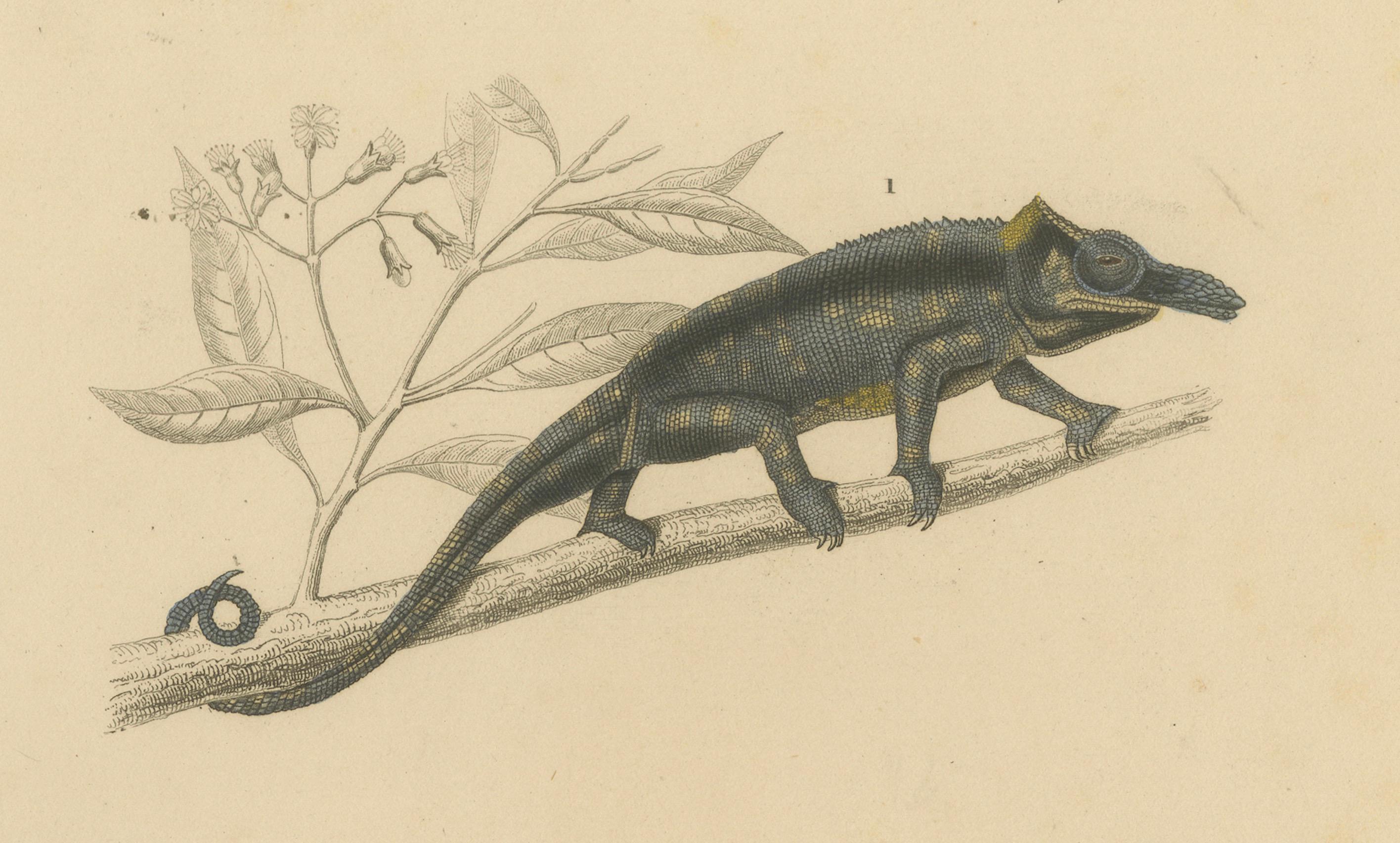 XIXe siècle Estampe de caméléon à nez et de varan à bandes, c.I.C., Horn en vente