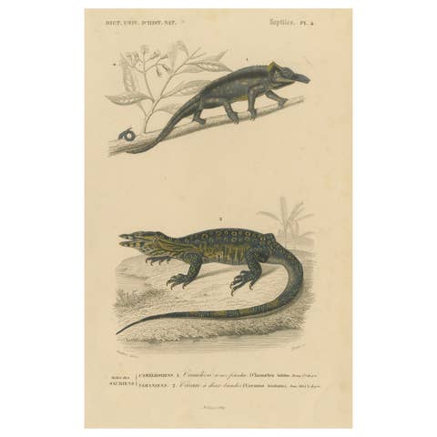 Lizard Print of Nose-Horned Chameleon and Banded Monitor, c.1850, Orbigny