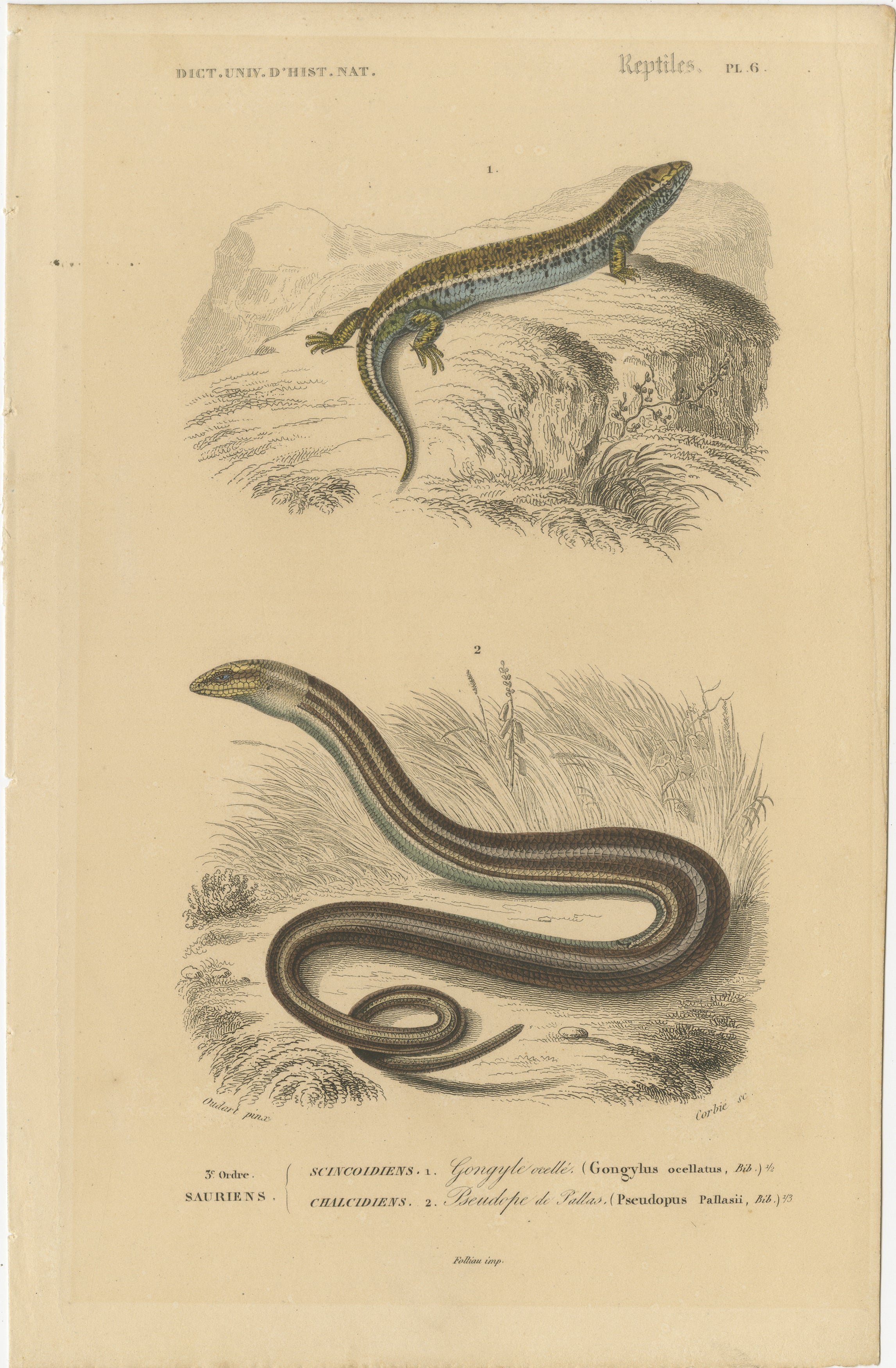 Gravure de lézard représentant un scinque ocellé et un lézard de verre européen, c.I.C., Orbigny

Cette élégante gravure coloriée à la main, Reptiles Pl. 6, présente deux espèces de lézards remarquables : le scinque ocellé (Gongylus Ocellatus,