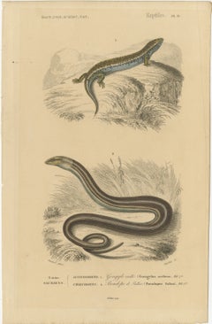 Lizard Print of Ocellated Skink and European Glass Lizard, c.1850, Orbigny