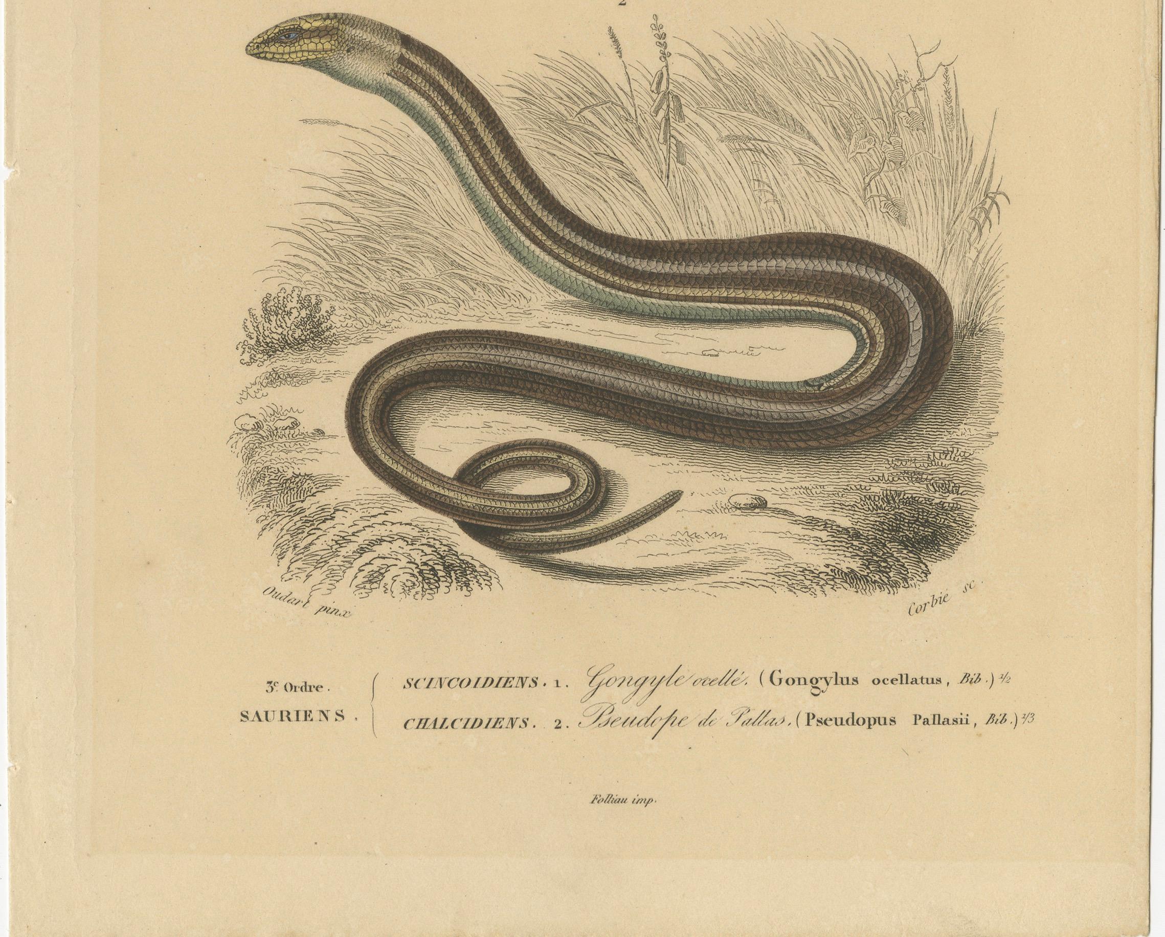 Français Gravure de lézard représentant un scinque ocellé et un lézard de verre européen, c.I.C., Orbigny en vente