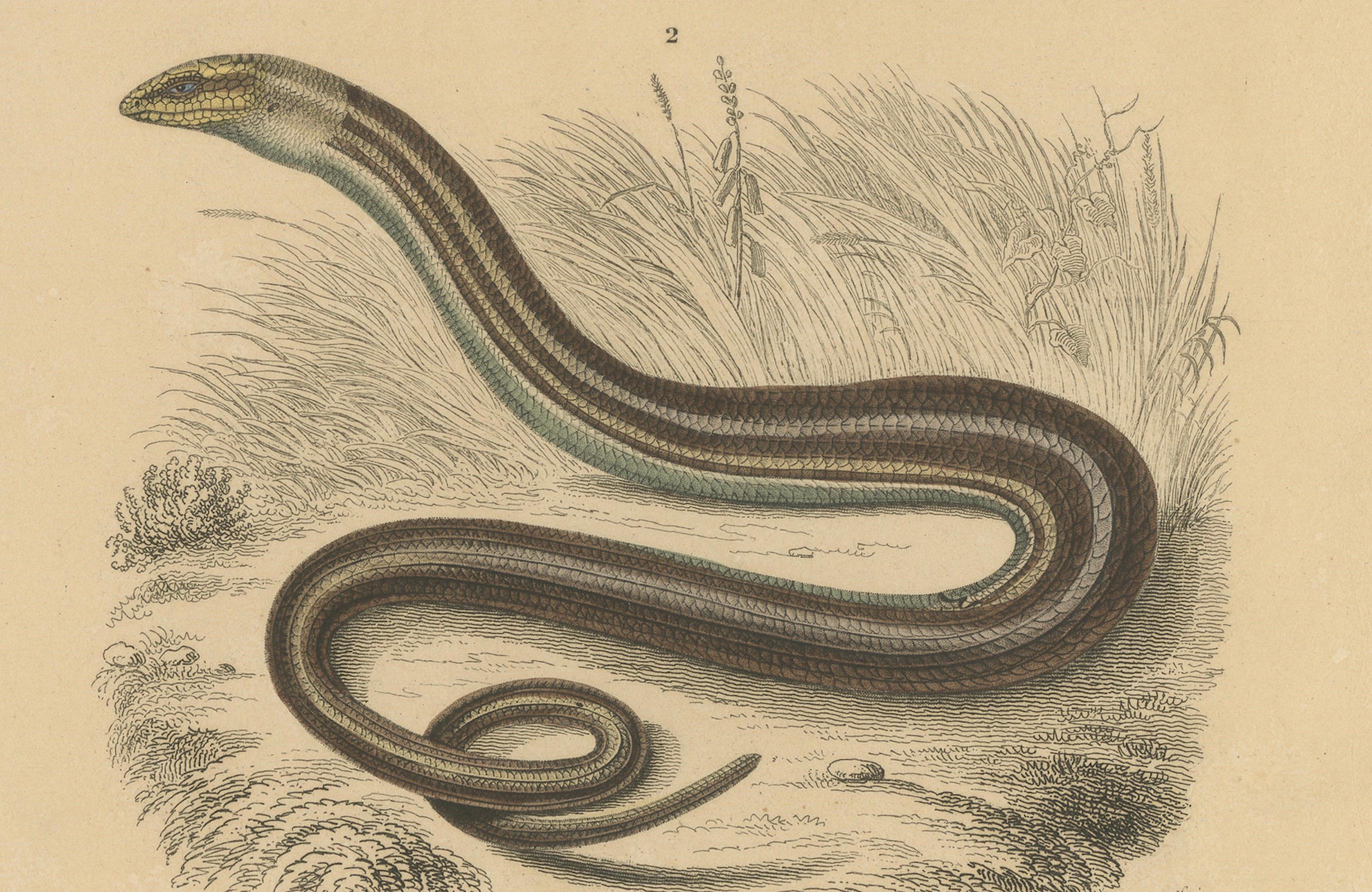 Gravure de lézard représentant un scinque ocellé et un lézard de verre européen, c.I.C., Orbigny Bon état - En vente à Langweer, NL