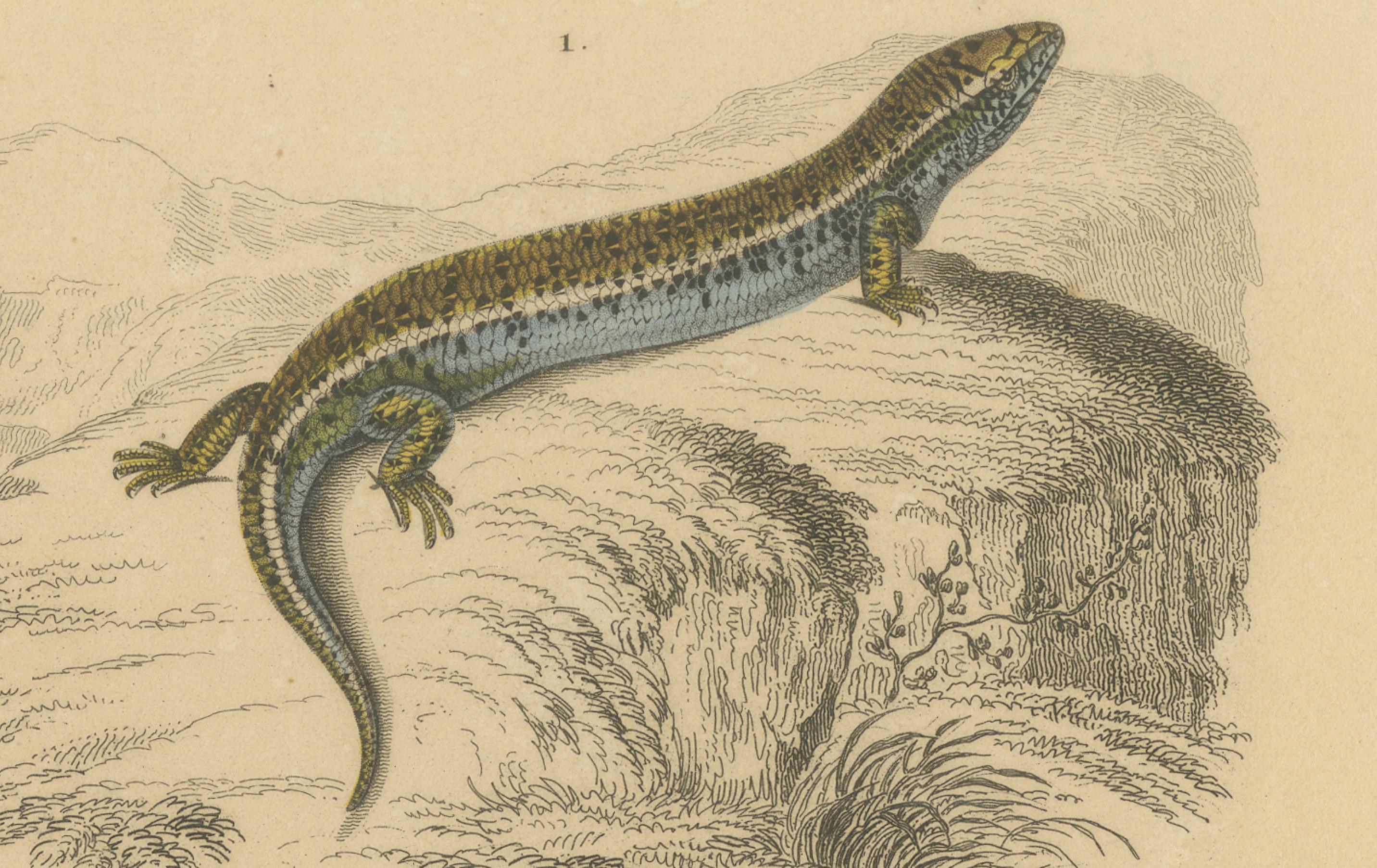 XIXe siècle Gravure de lézard représentant un scinque ocellé et un lézard de verre européen, c.I.C., Orbigny en vente