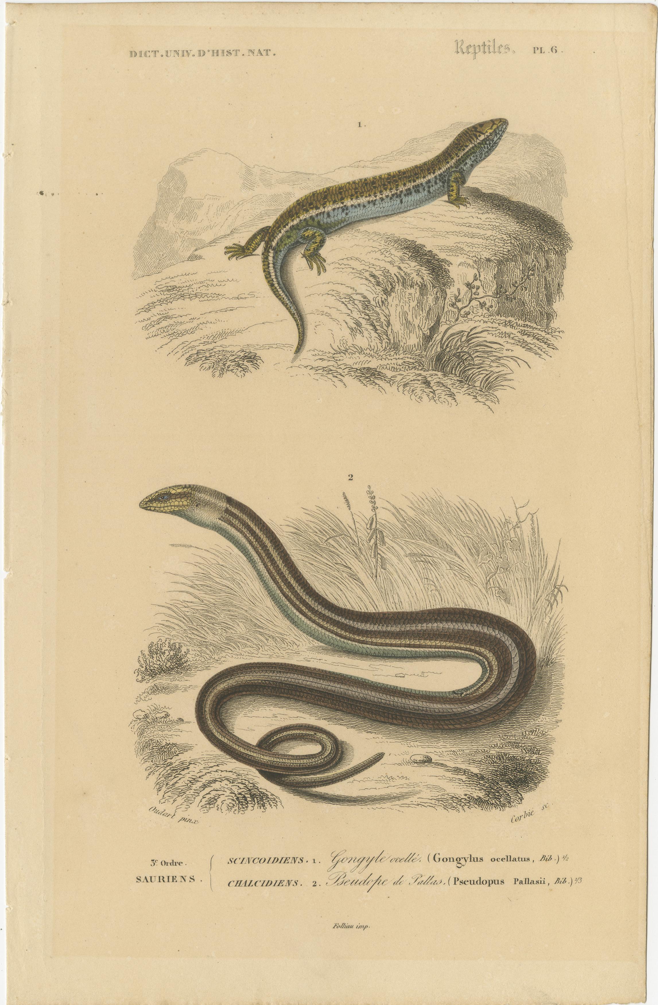 Papier Gravure de lézard représentant un scinque ocellé et un lézard de verre européen, c.I.C., Orbigny en vente