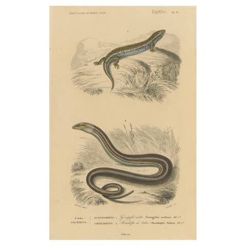 Lizard Print of Ocellated Skink and European Glass Lizard, c.1850, Orbigny