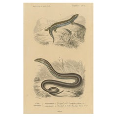 Antique Lizard Print of Ocellated Skink and European Glass Lizard, c.1850, Orbigny