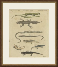 Lizards and Newts, Eight Species, Antique Bertuch Print, Vienna, circa 1805