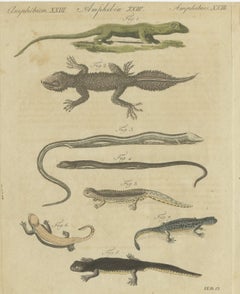 Lizards and Newts, Eight Species, Antique Bertuch Print, Vienna, circa 1805