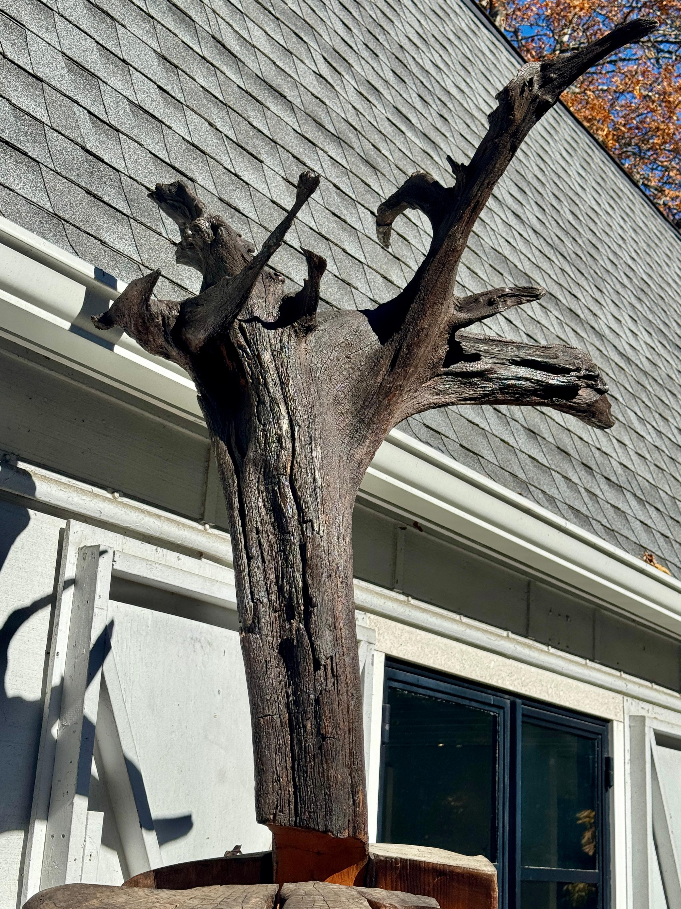 Scultura di Radice di Locusta e Sassafrasso 