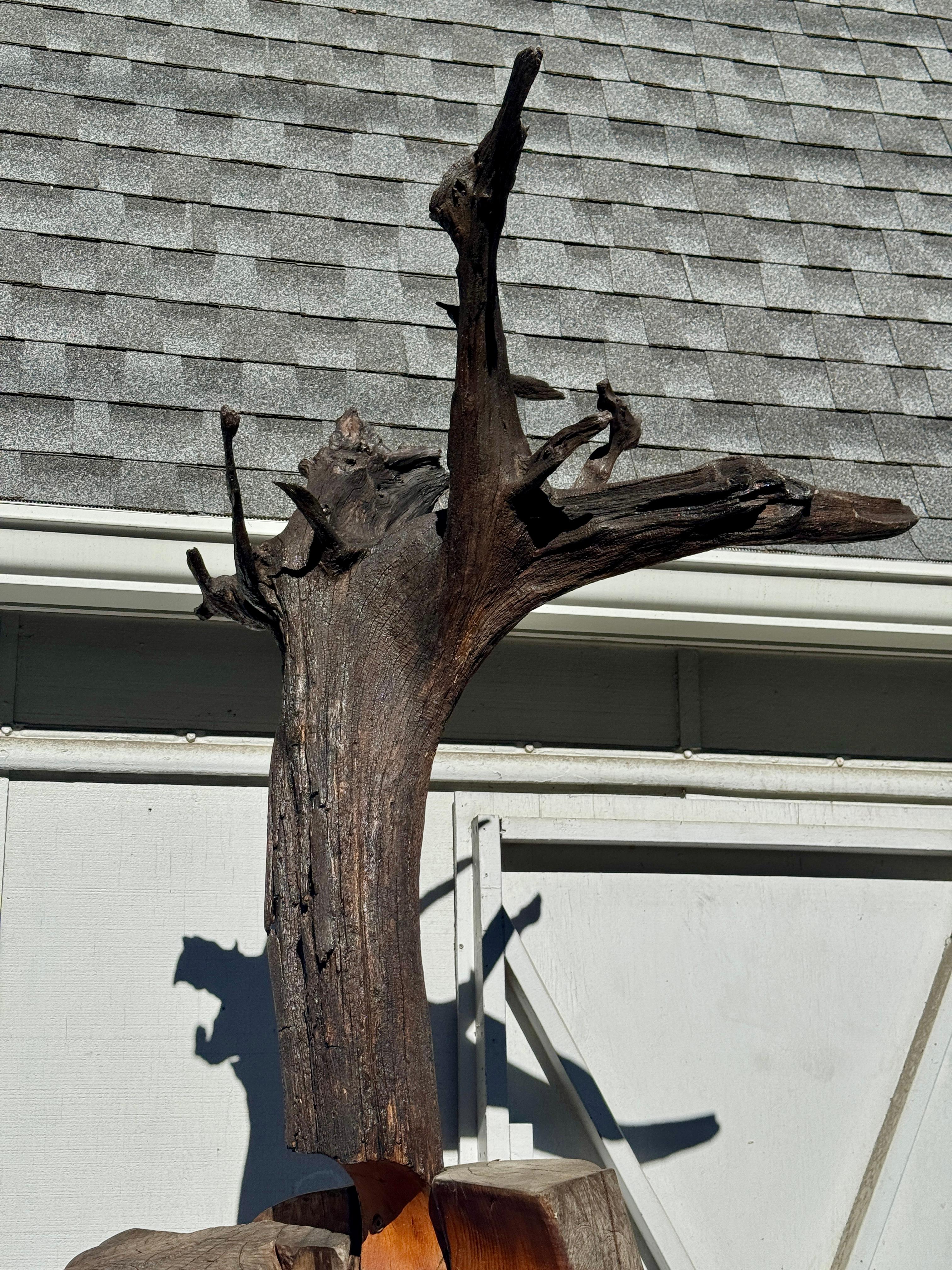 Scultura di Radice di Locusta e Sassafrasso 