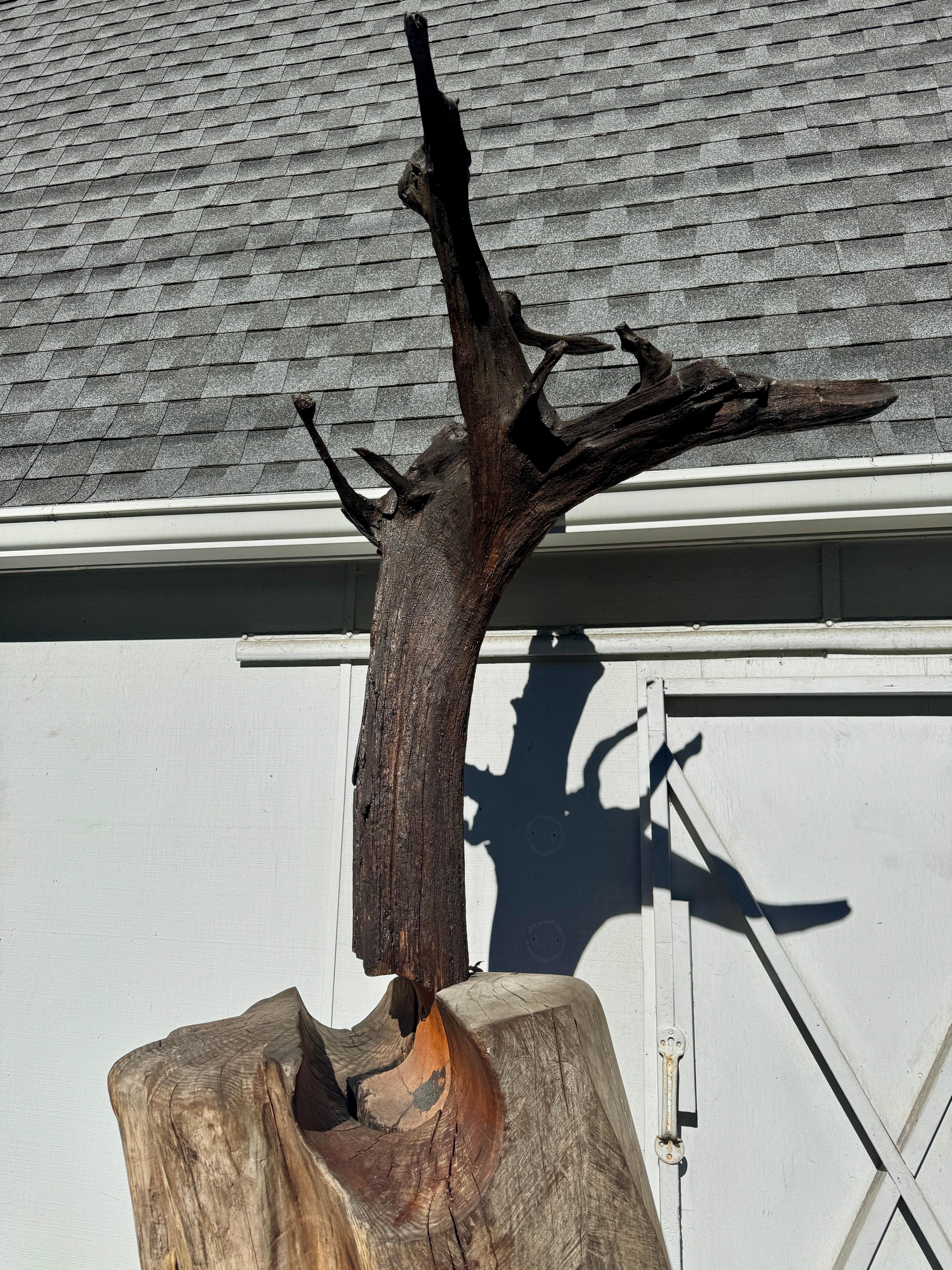 Scultura di Radice di Locusta e Sassafrasso 