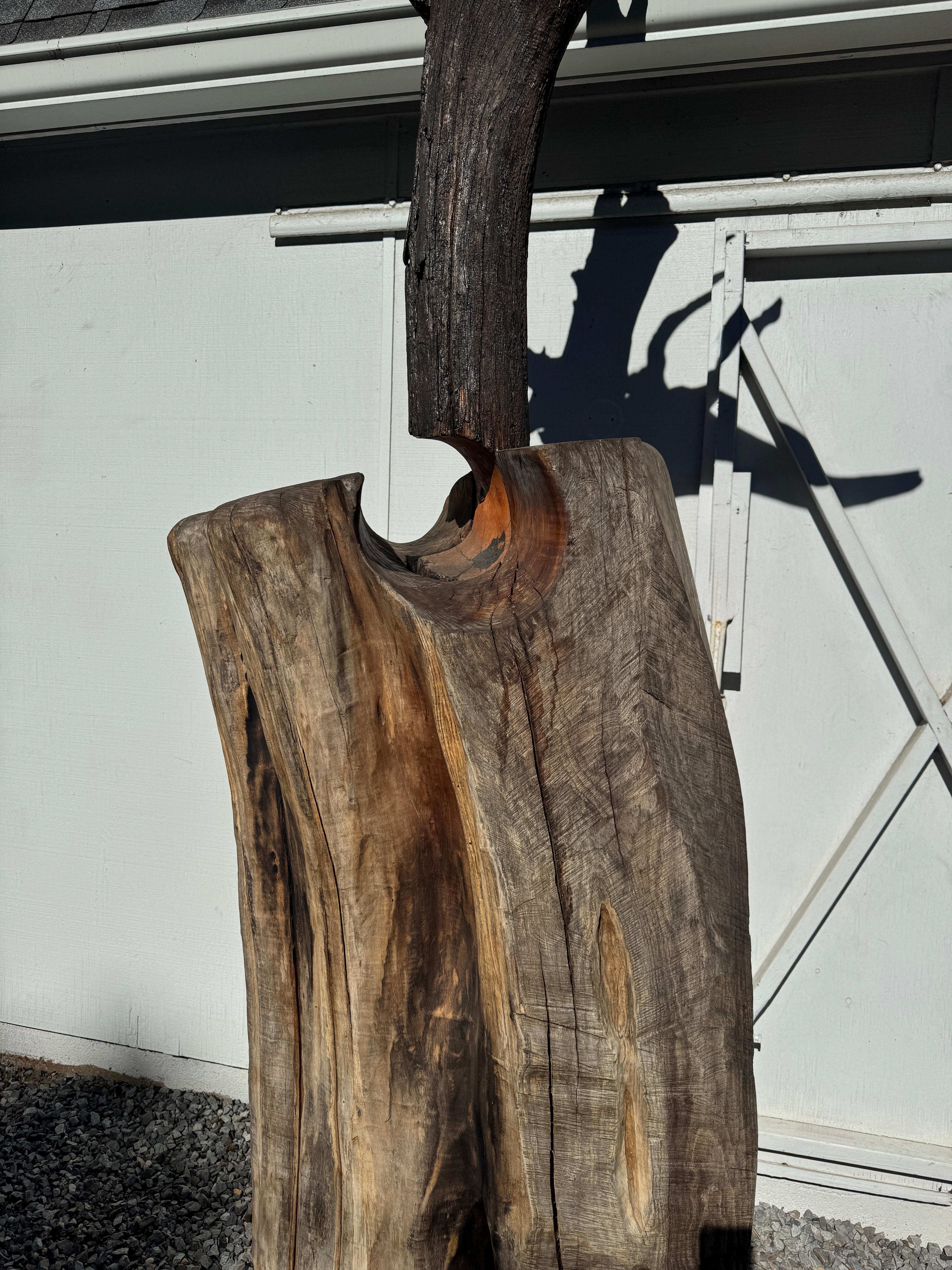 Scultura di Radice di Locusta e Sassafrasso 