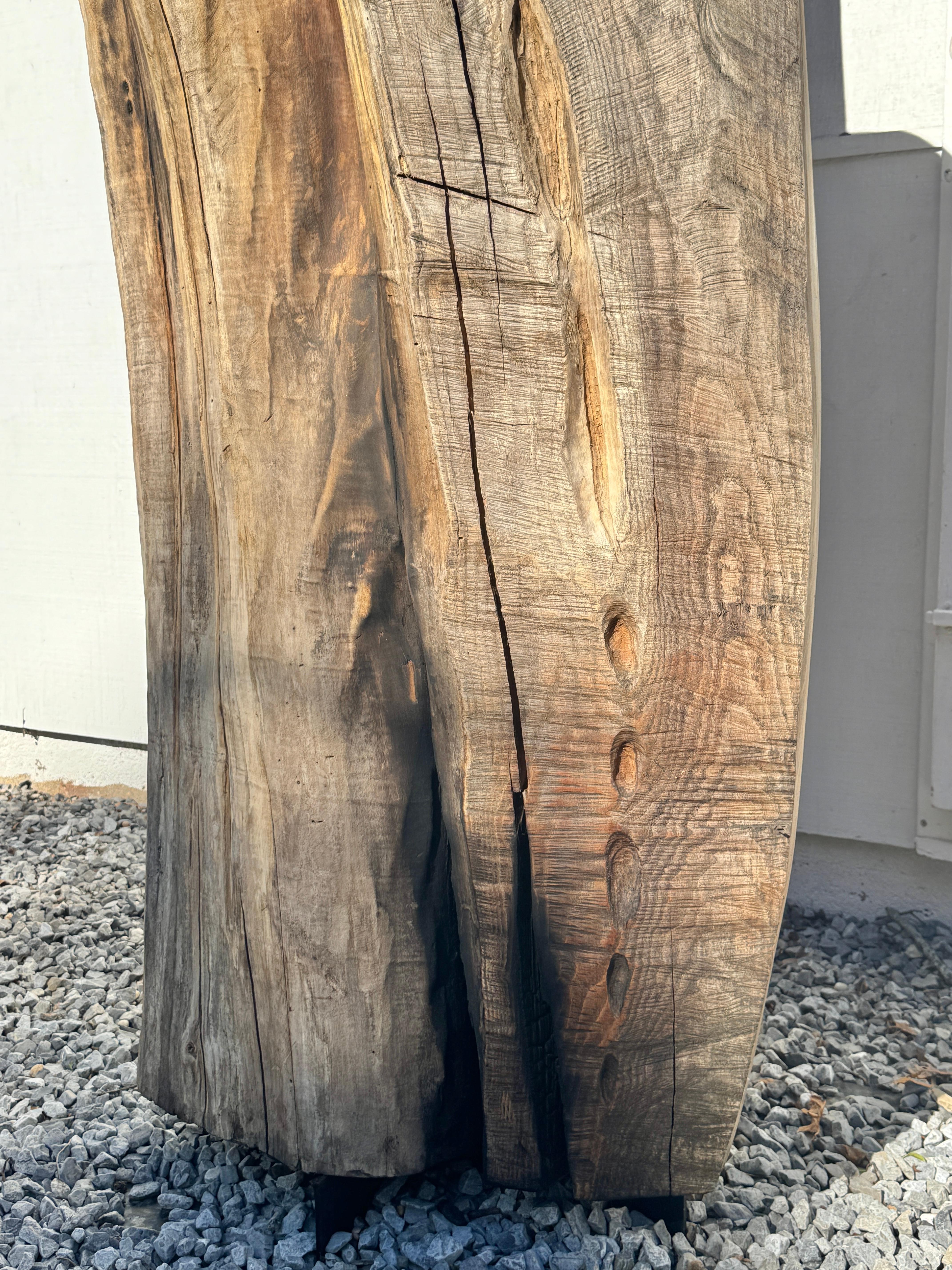 Scultura di Radice di Locusta e Sassafrasso 