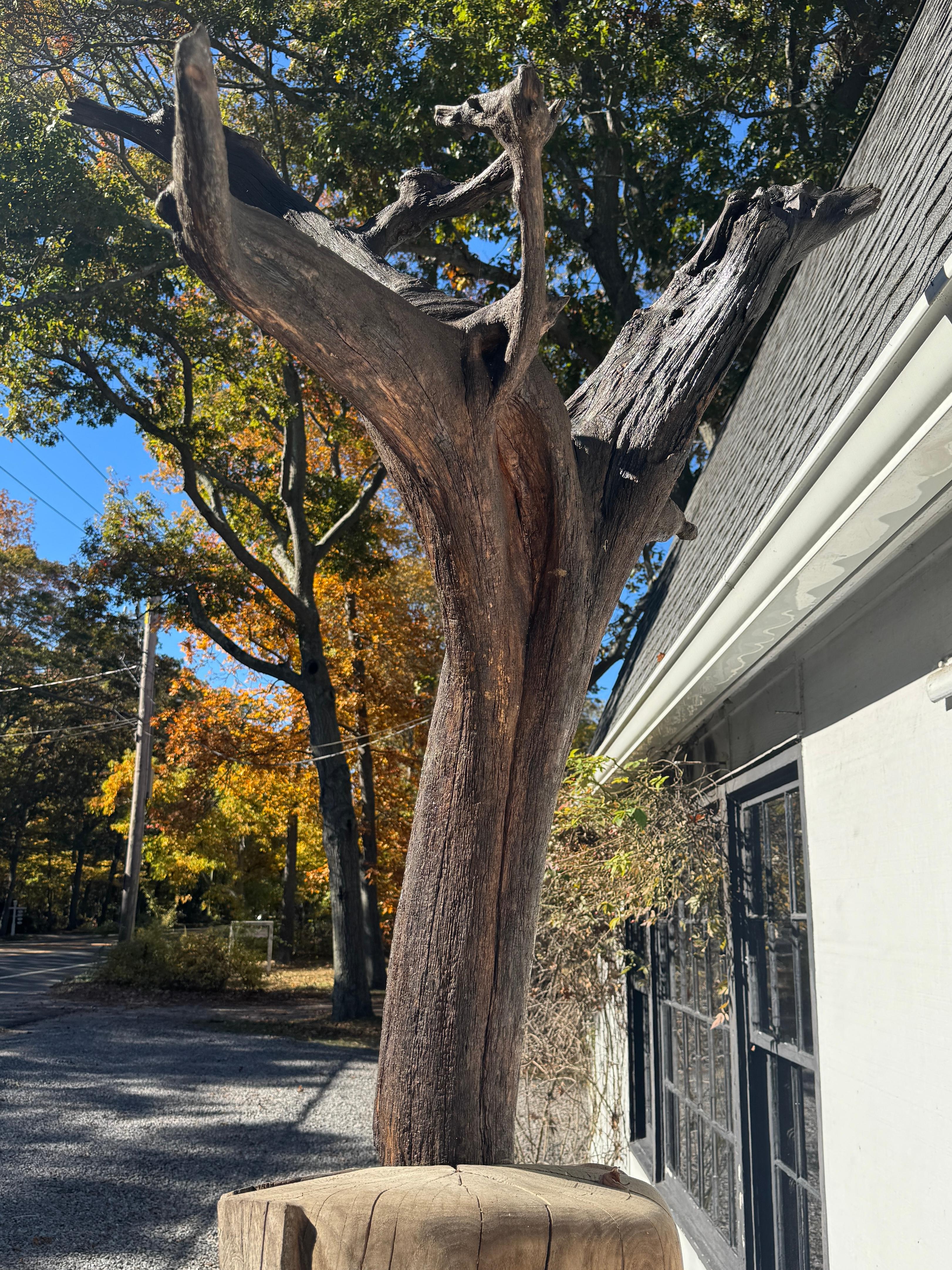 Scultura di Radice di Locusta e Sassafrasso 