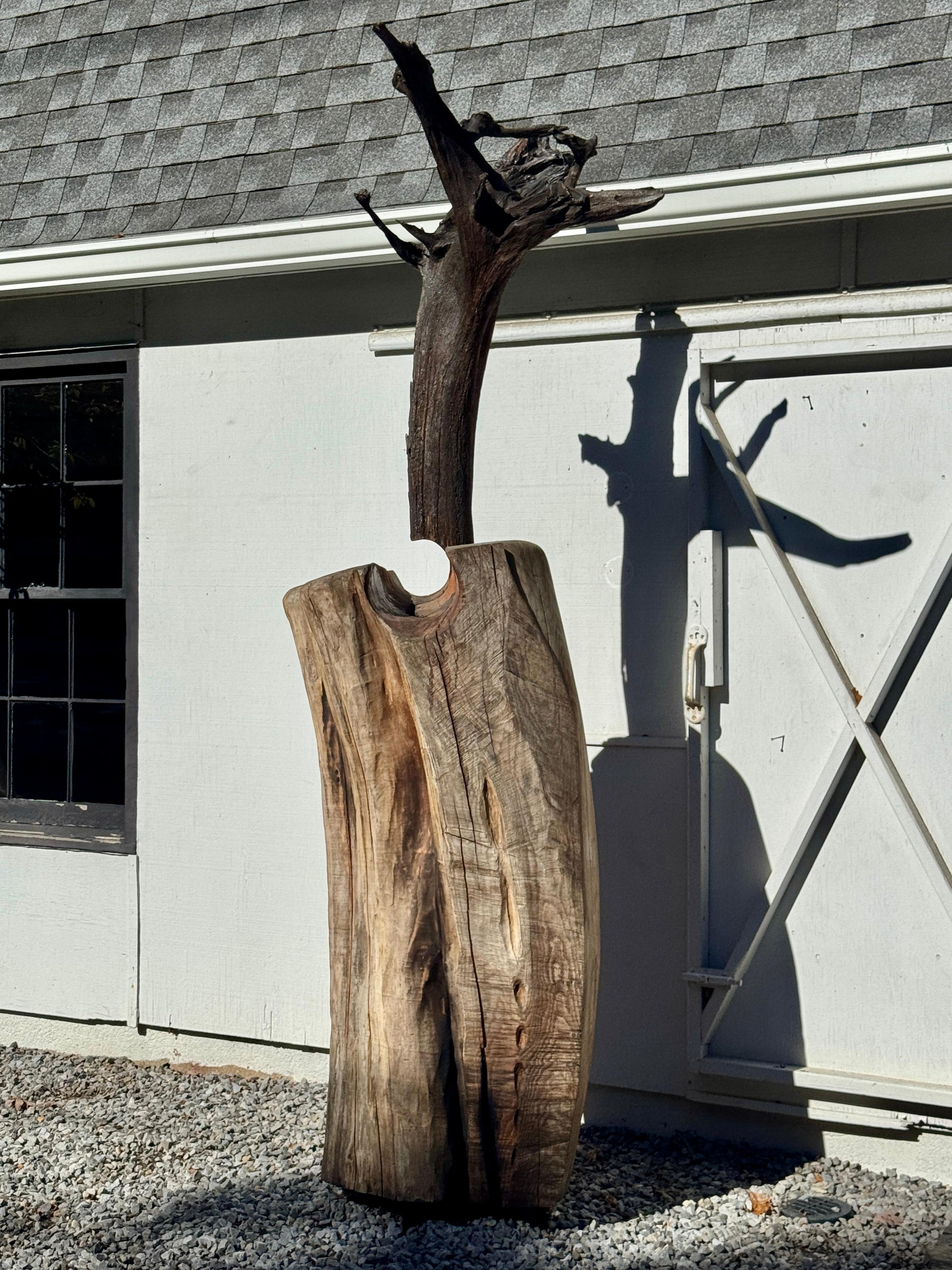 Americano Scultura di Radice di Locusta e Sassafrasso 