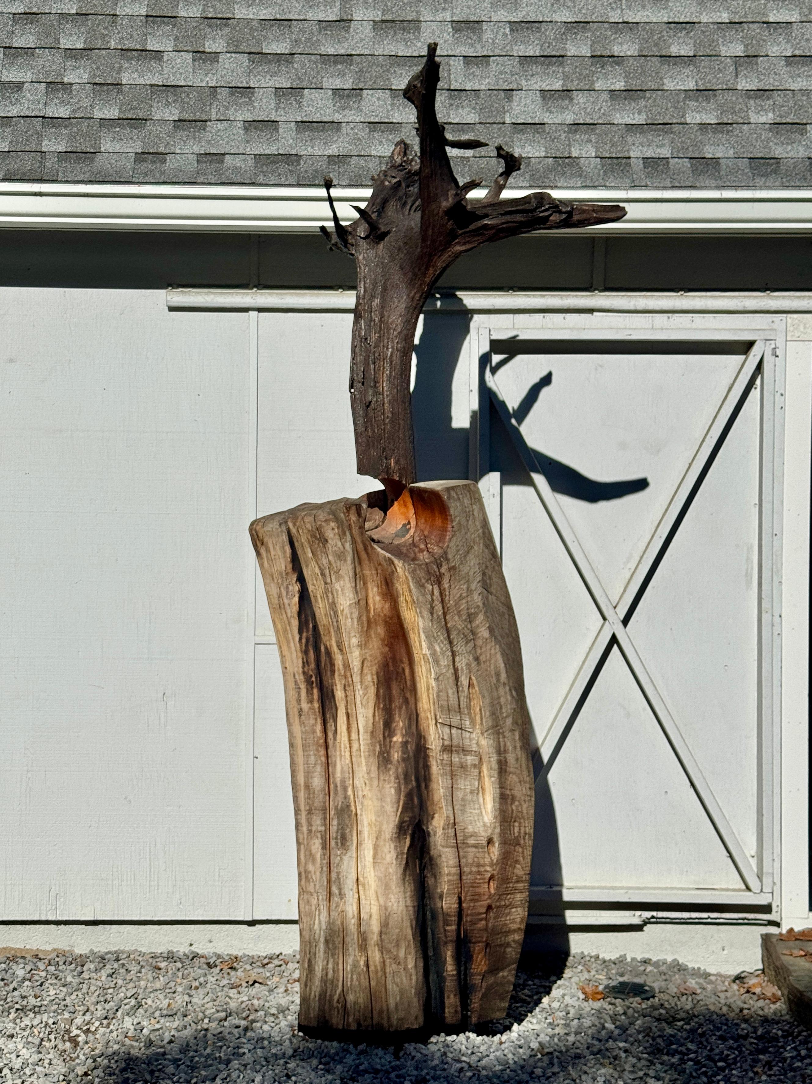 Intagliato a mano Scultura di Radice di Locusta e Sassafrasso 