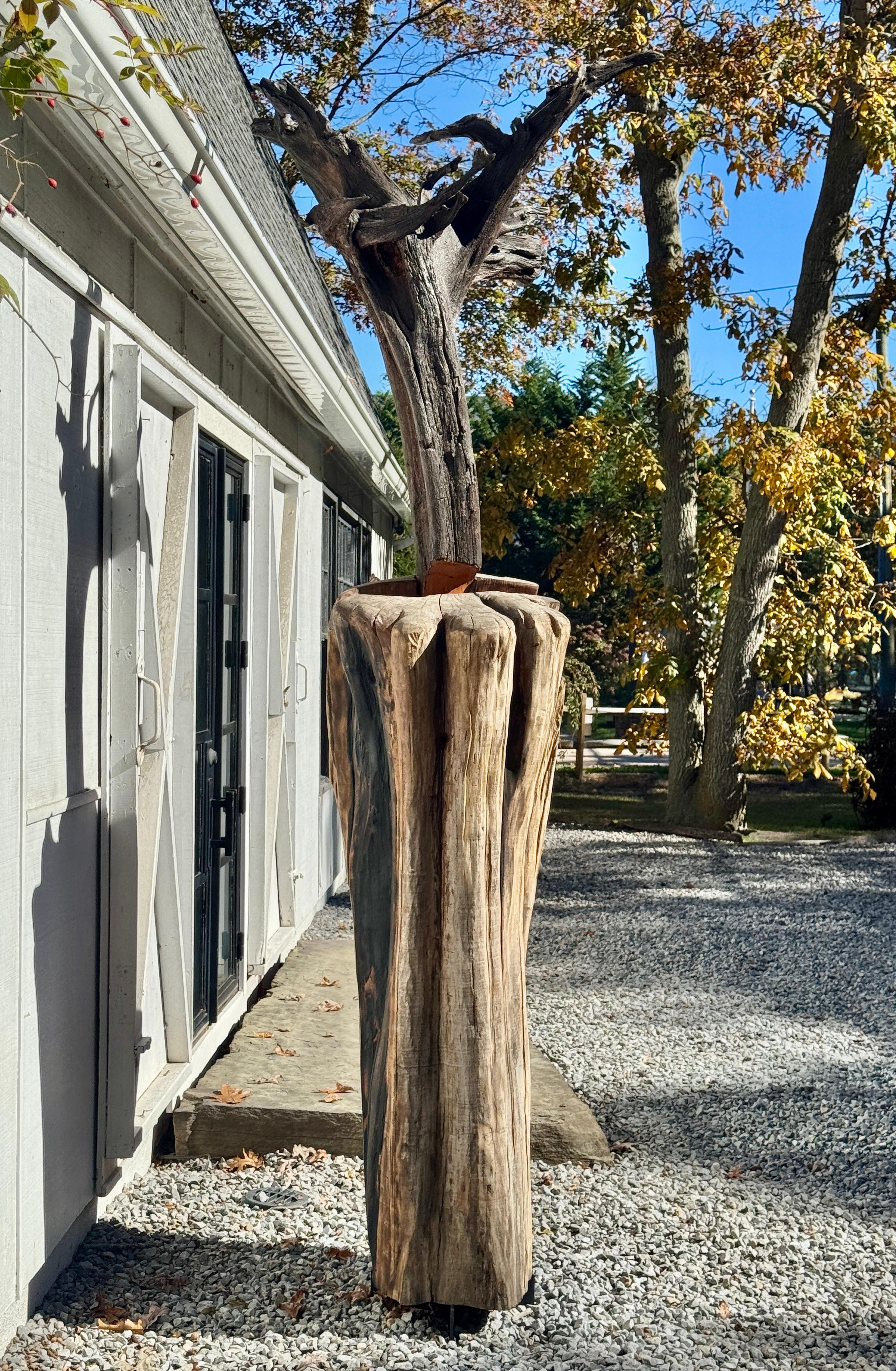 Scultura di Radice di Locusta e Sassafrasso 