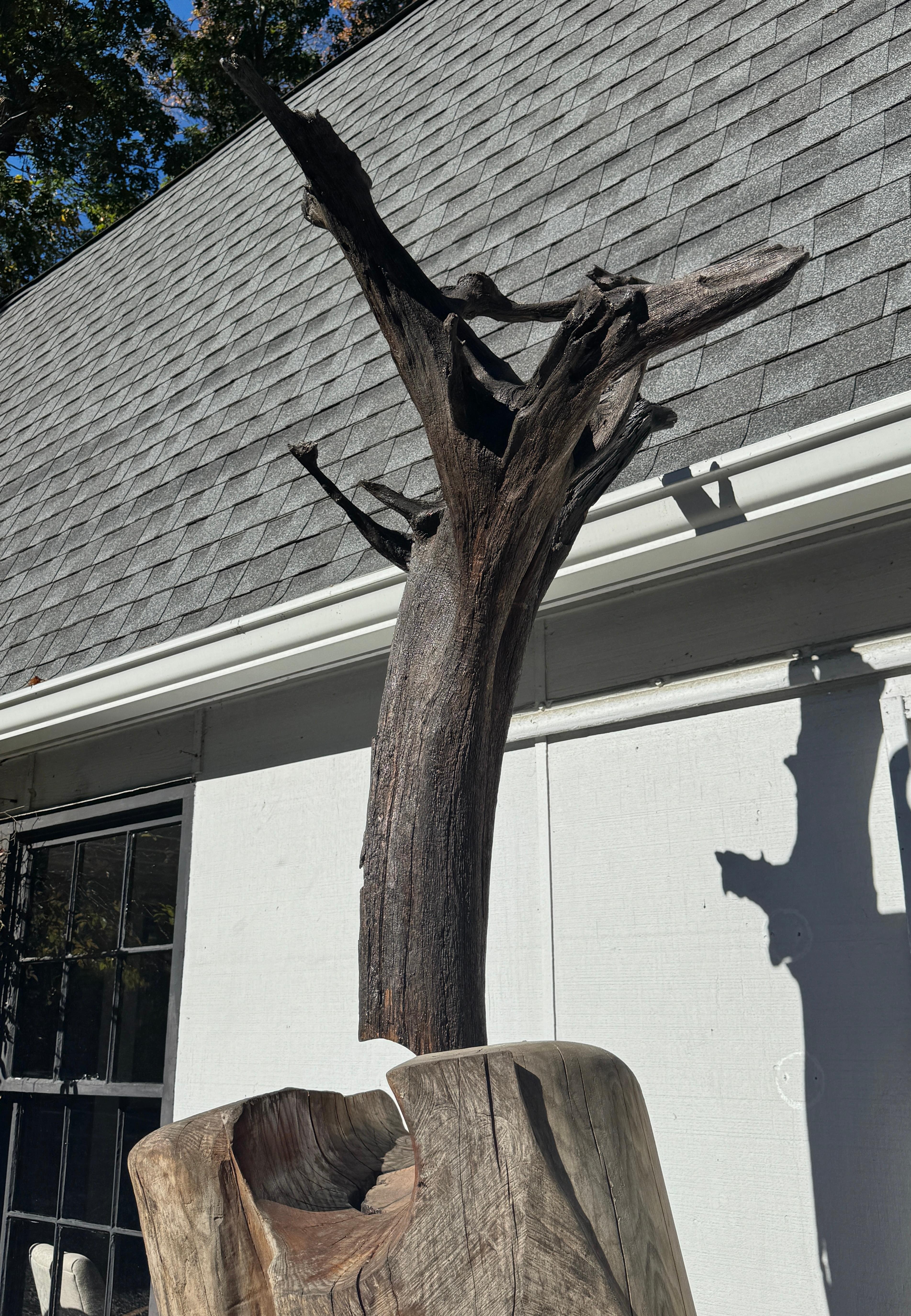 XXI secolo e contemporaneo Scultura di Radice di Locusta e Sassafrasso 