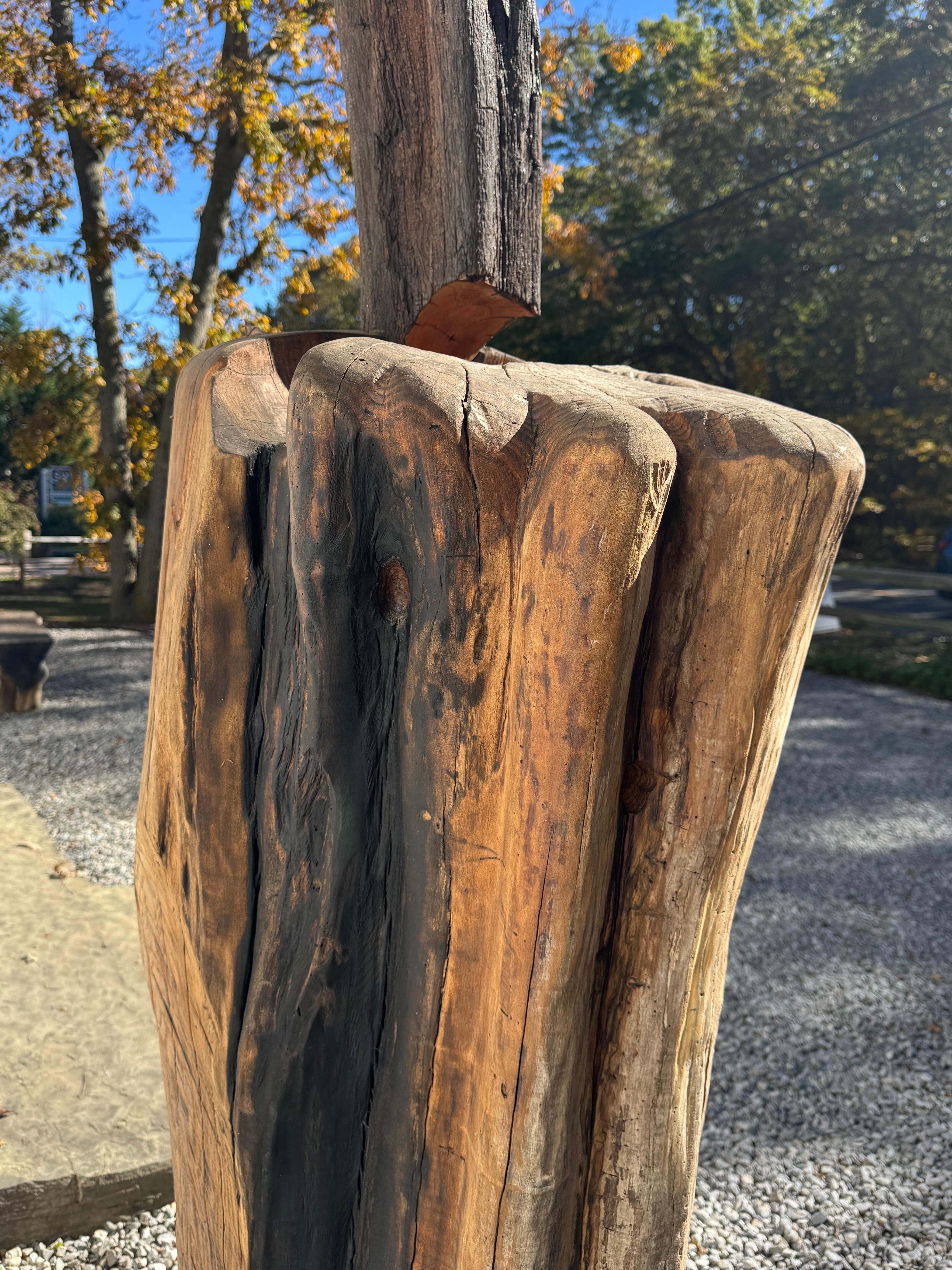 Scultura di Radice di Locusta e Sassafrasso 