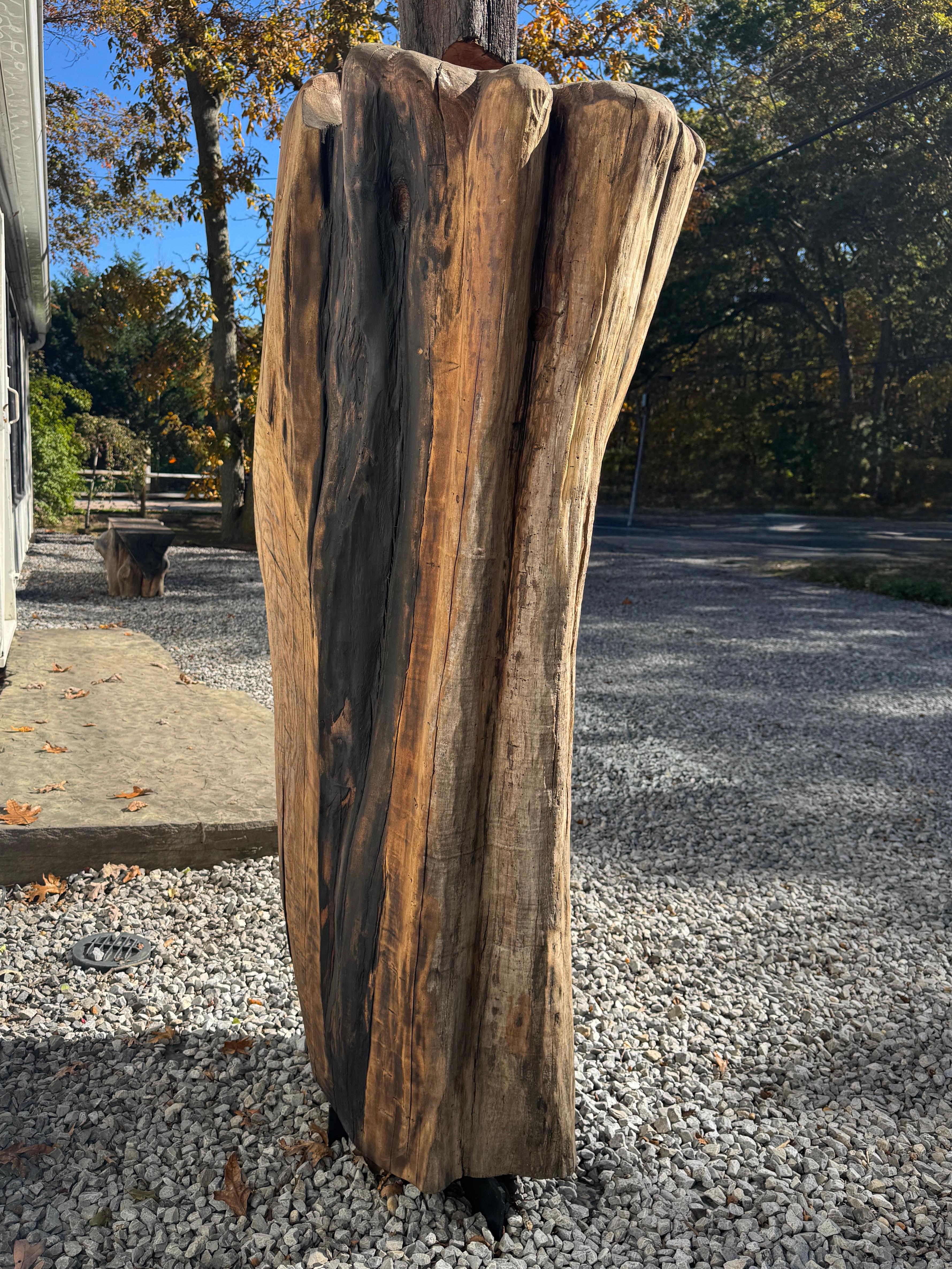 Scultura di Radice di Locusta e Sassafrasso 