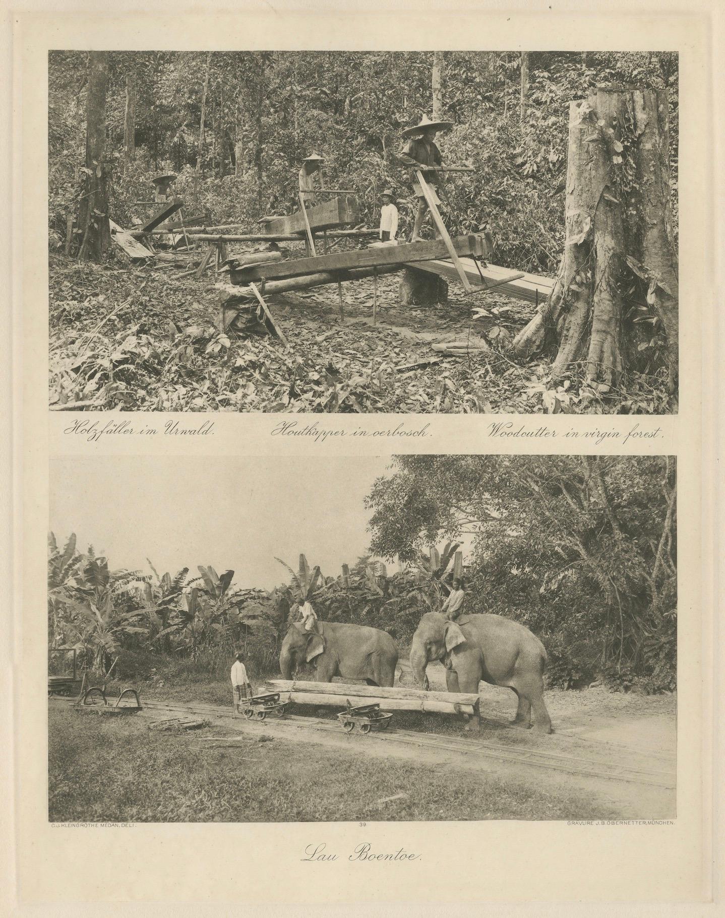 Bûcherons et éléphants forestiers, Lau Boentoe - C.C. Kleingrothe, vers 1910

Photogravure historique montrant deux scènes liées à l'industrie forestière dans la région de Deli, à l'est de Sumatra. L'image du haut montre des bûcherons à l'œuvre au