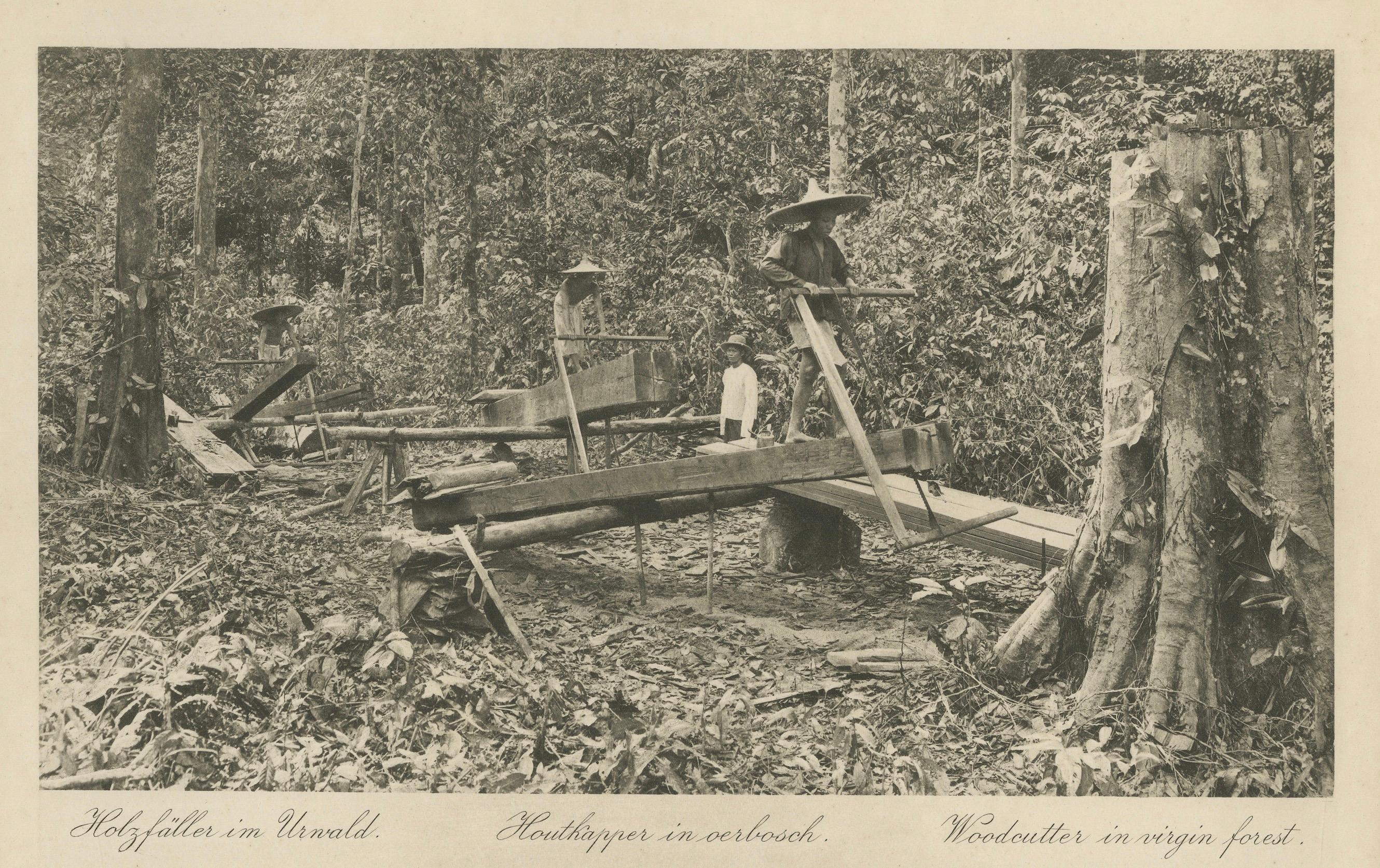 Néerlandais Éléphants bûcherons, Lau Boentoe - Photo ancienne des Indes orientales néerlandaises c.1910 en vente